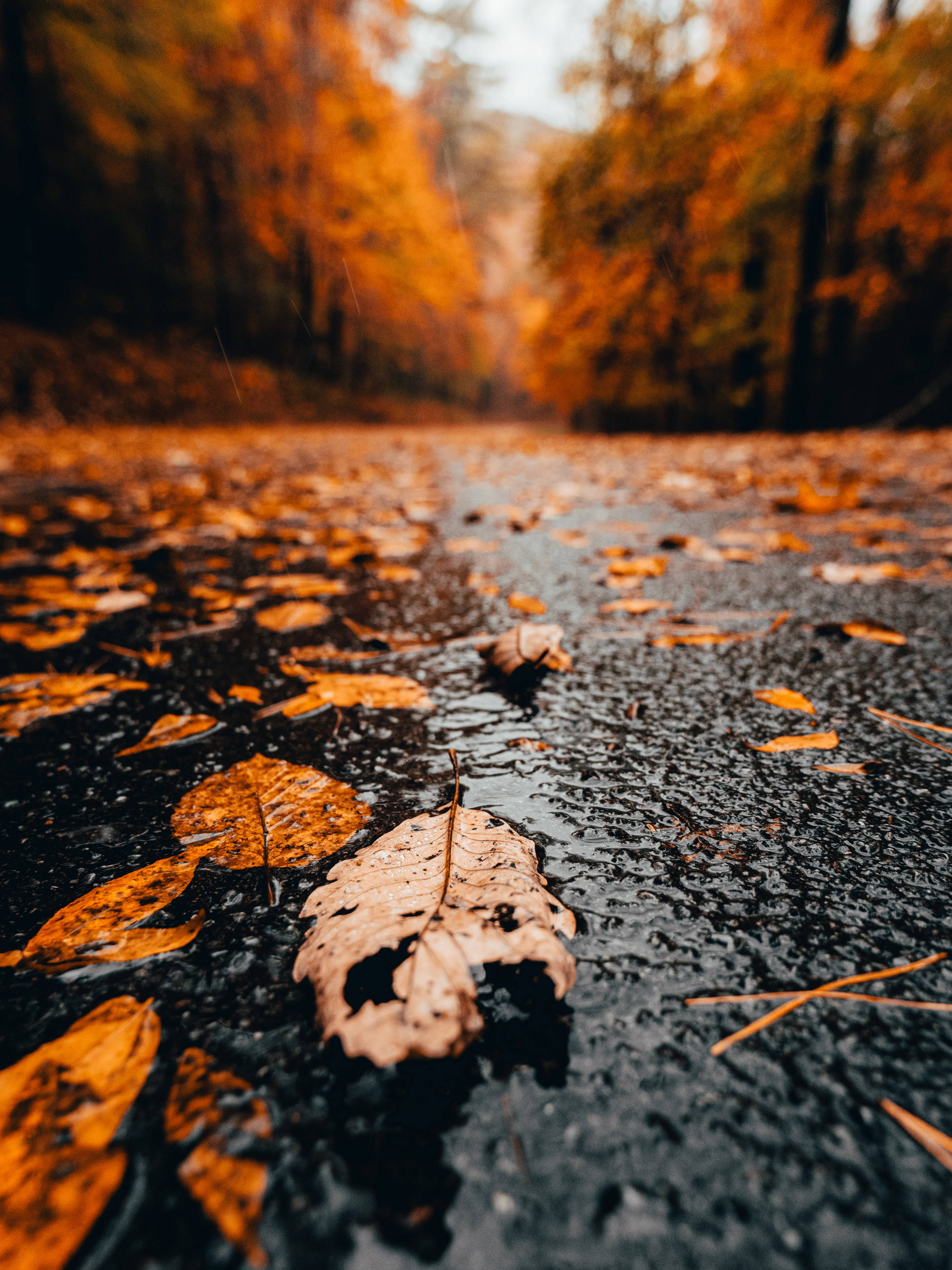 autumn leaves, wet pavement, soft overcast sky, 4K Phone Wallpaper