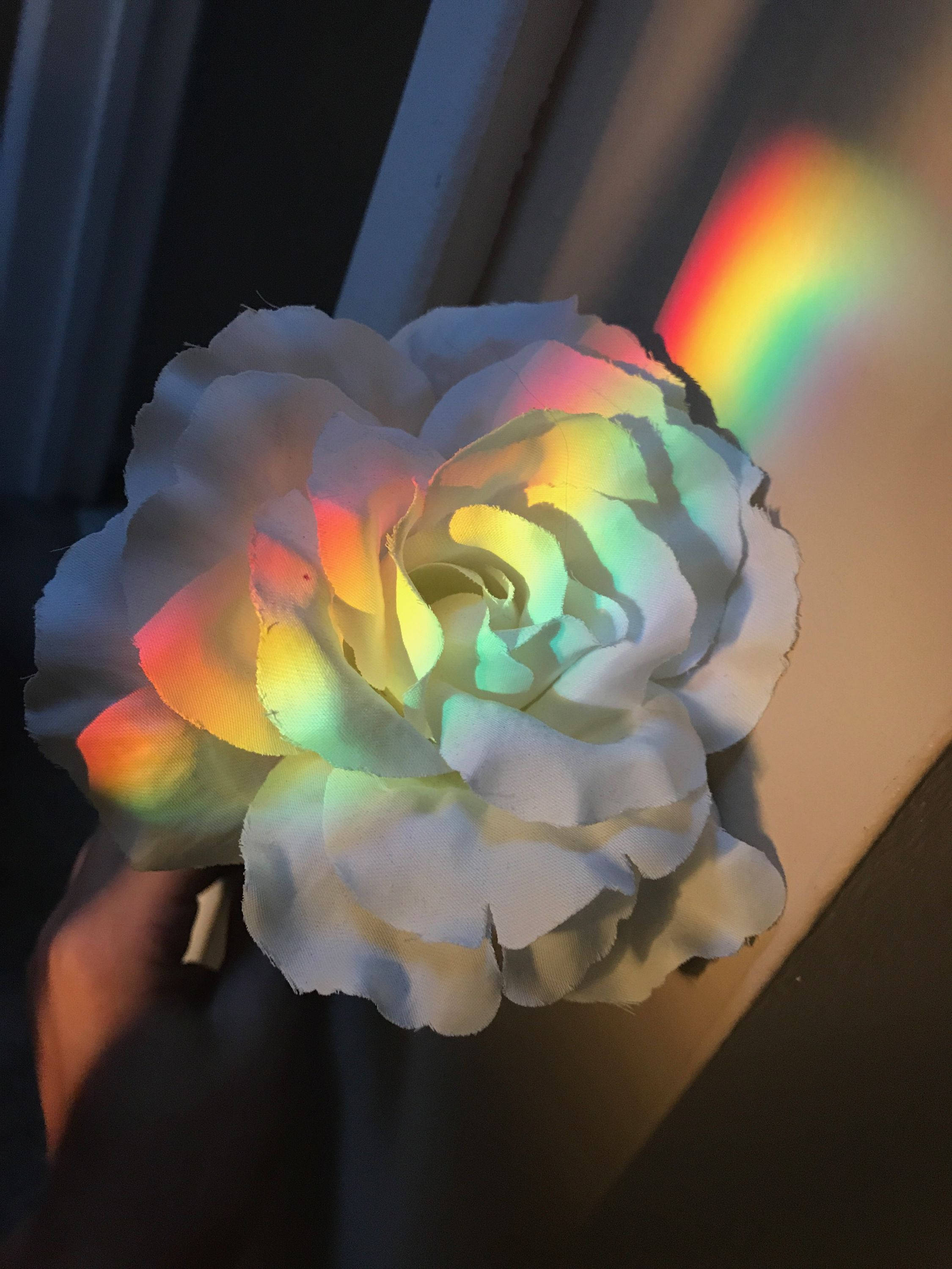 white rose, rainbow light, colorful arc, 2K Phone Wallpaper