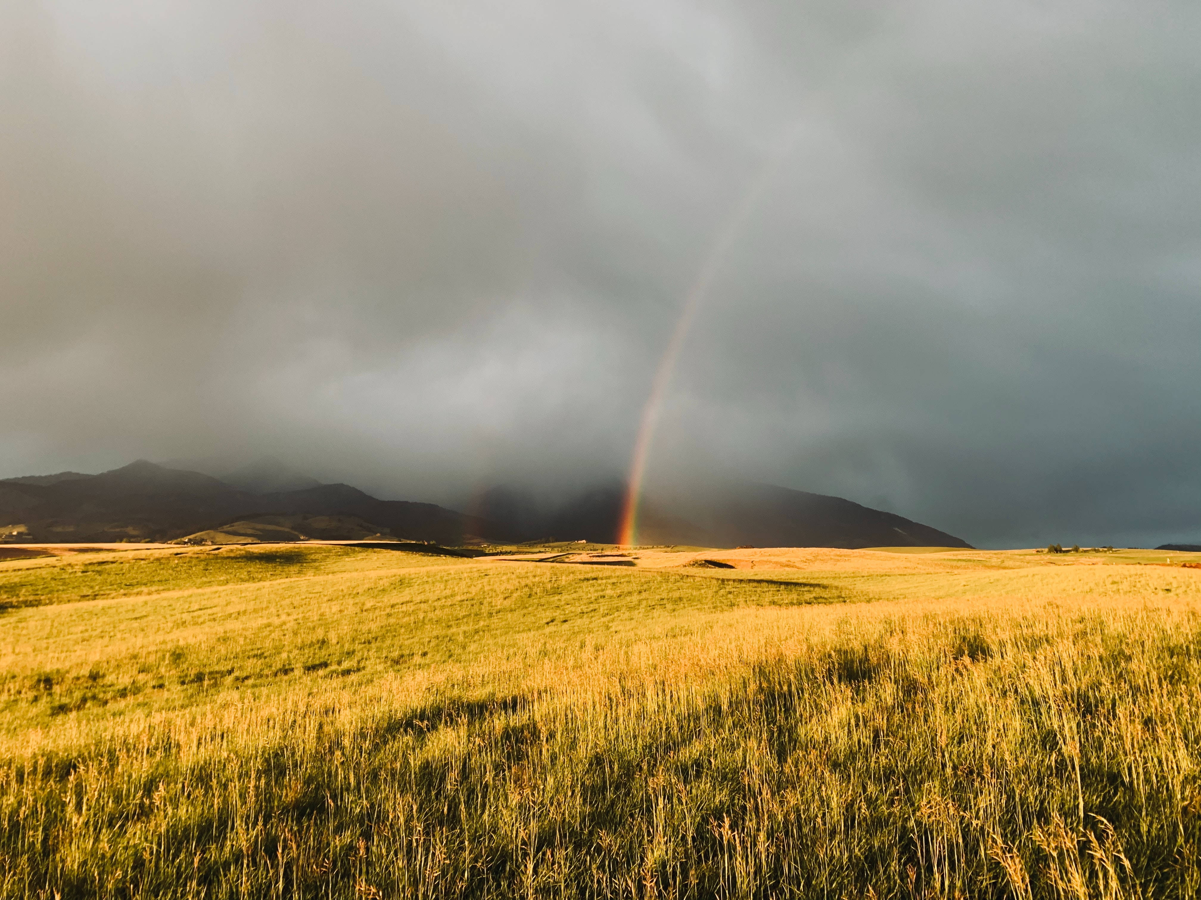 rainbow, lush green field, golden grassy field, 4K Desktop Wallpaper