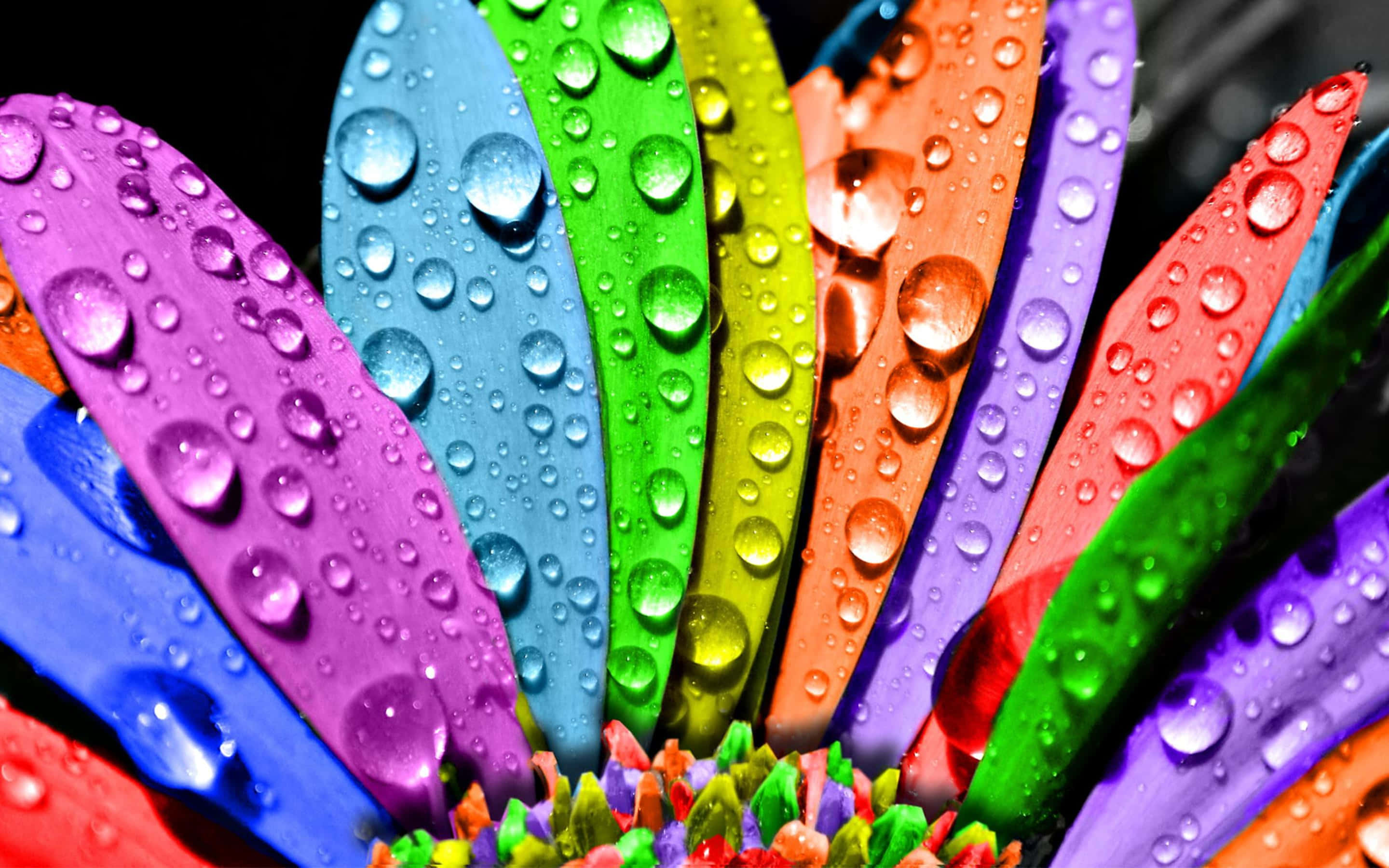 rainbow-colored, flower petals, dewdrops, 2K Desktop Wallpaper
