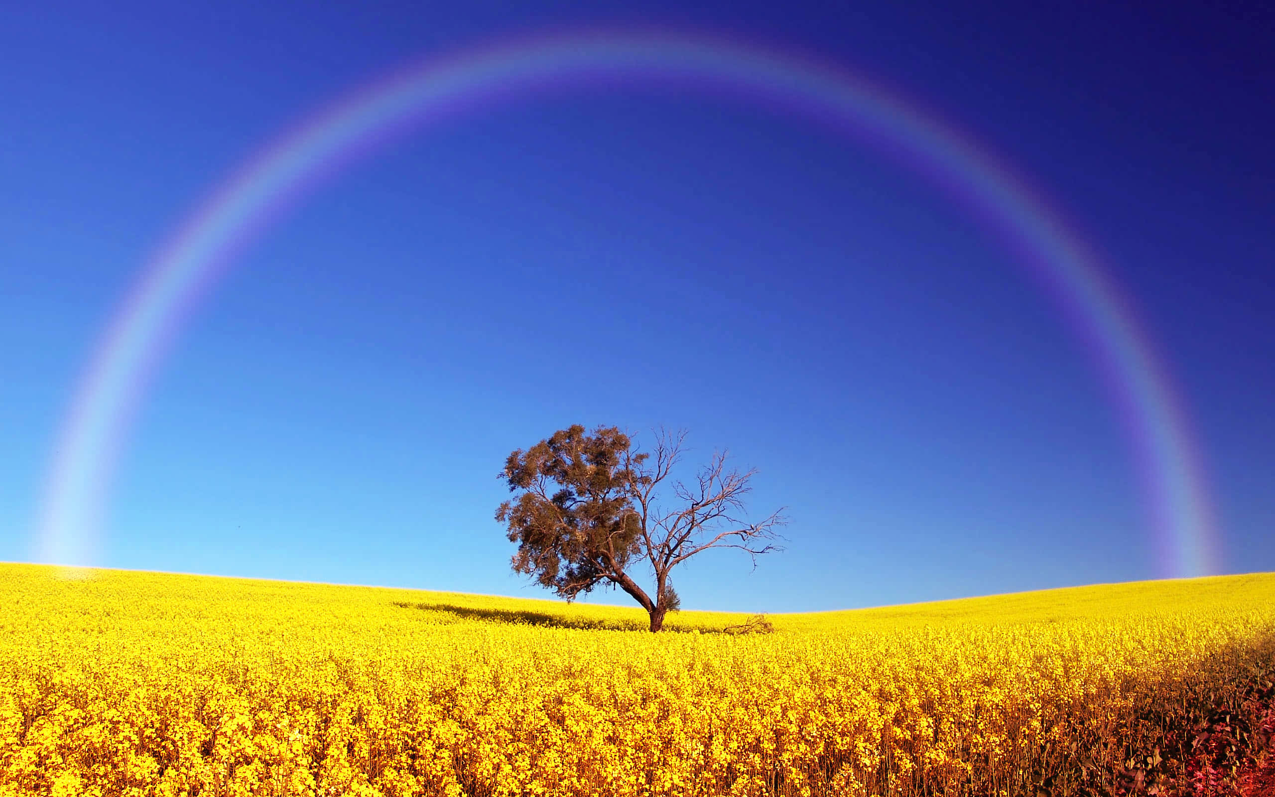 vibrant double rainbow, golden field, lone tree, 2K Desktop Wallpaper