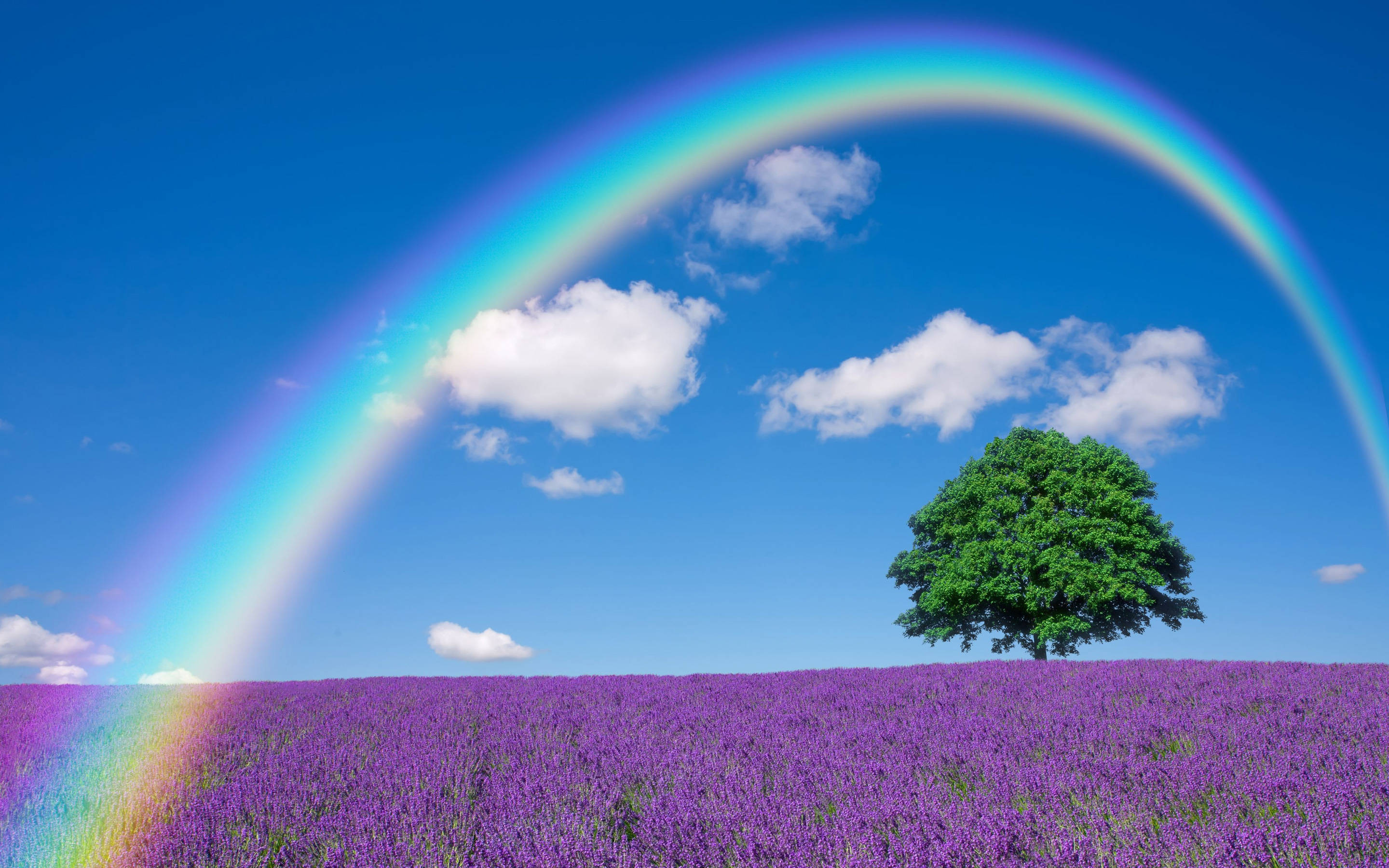 lavender field, vivid rainbow, bright blue sky, 2K Desktop Wallpaper