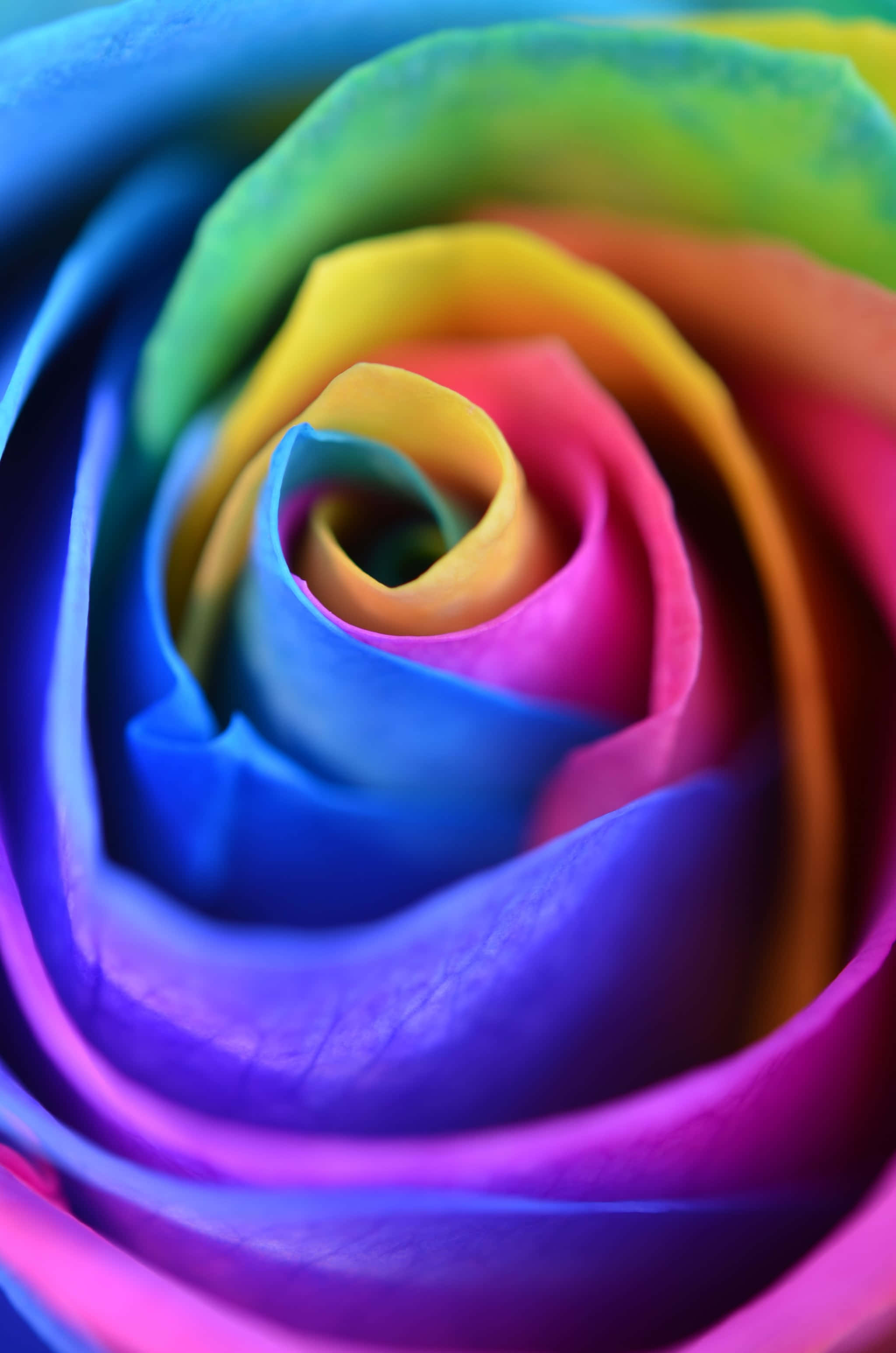 Rainbow Flower iPhone, rainbow rose, swirling petals, 2K Phone Wallpaper