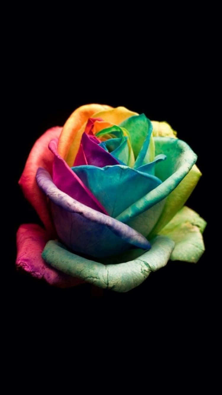 rainbow flower iPhone, rainbow rose, red orange yellow green blue purple, HD Phone Wallpaper