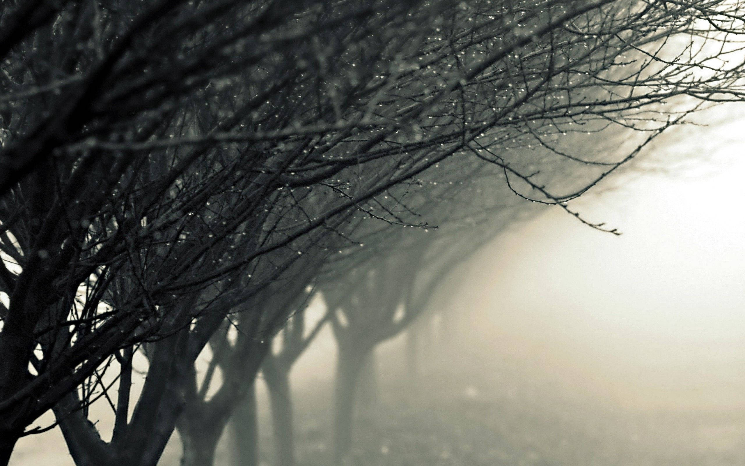 foggy leafless trees, snow-dusted bare tree branches, misty winter tunnel, 2K Desktop Wallpaper