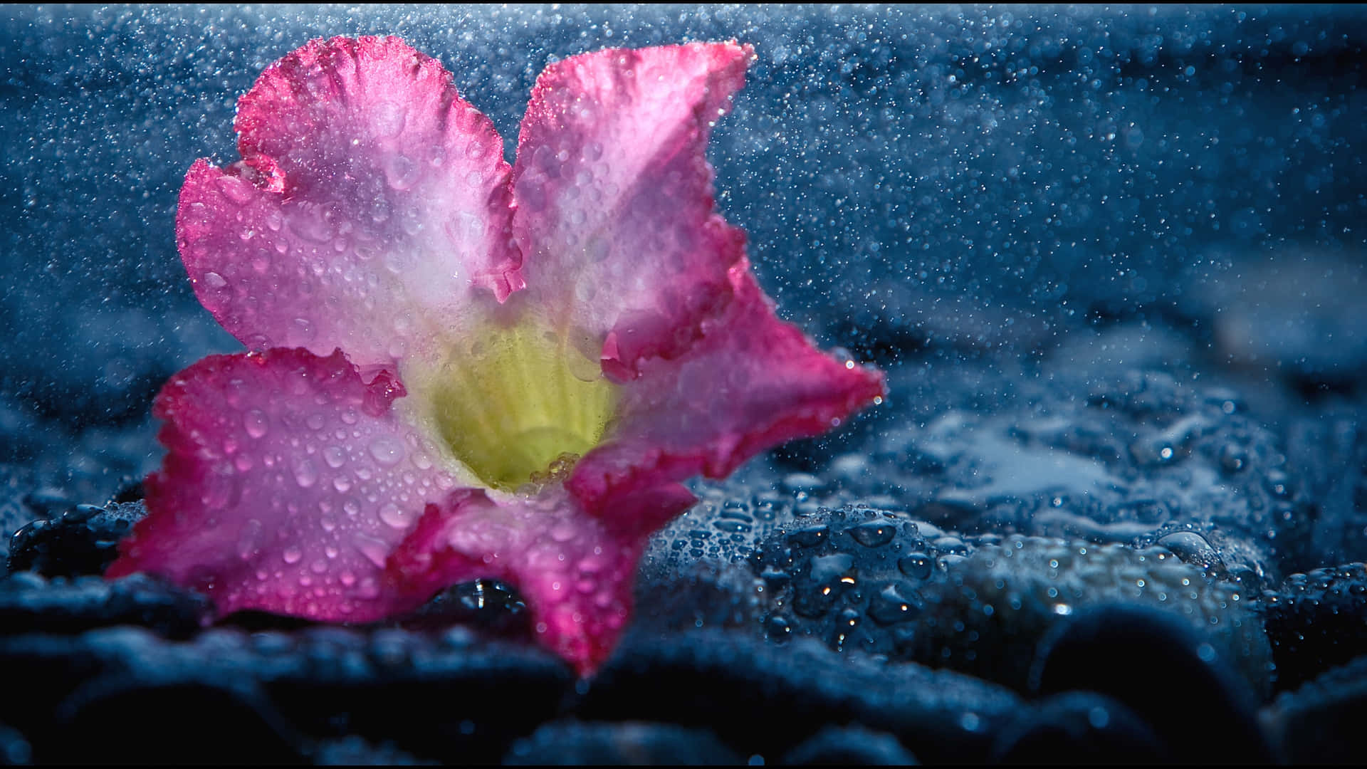 Tender Wet Flowers, vibrant pink flower, dewdrops, Full HD Desktop Wallpaper