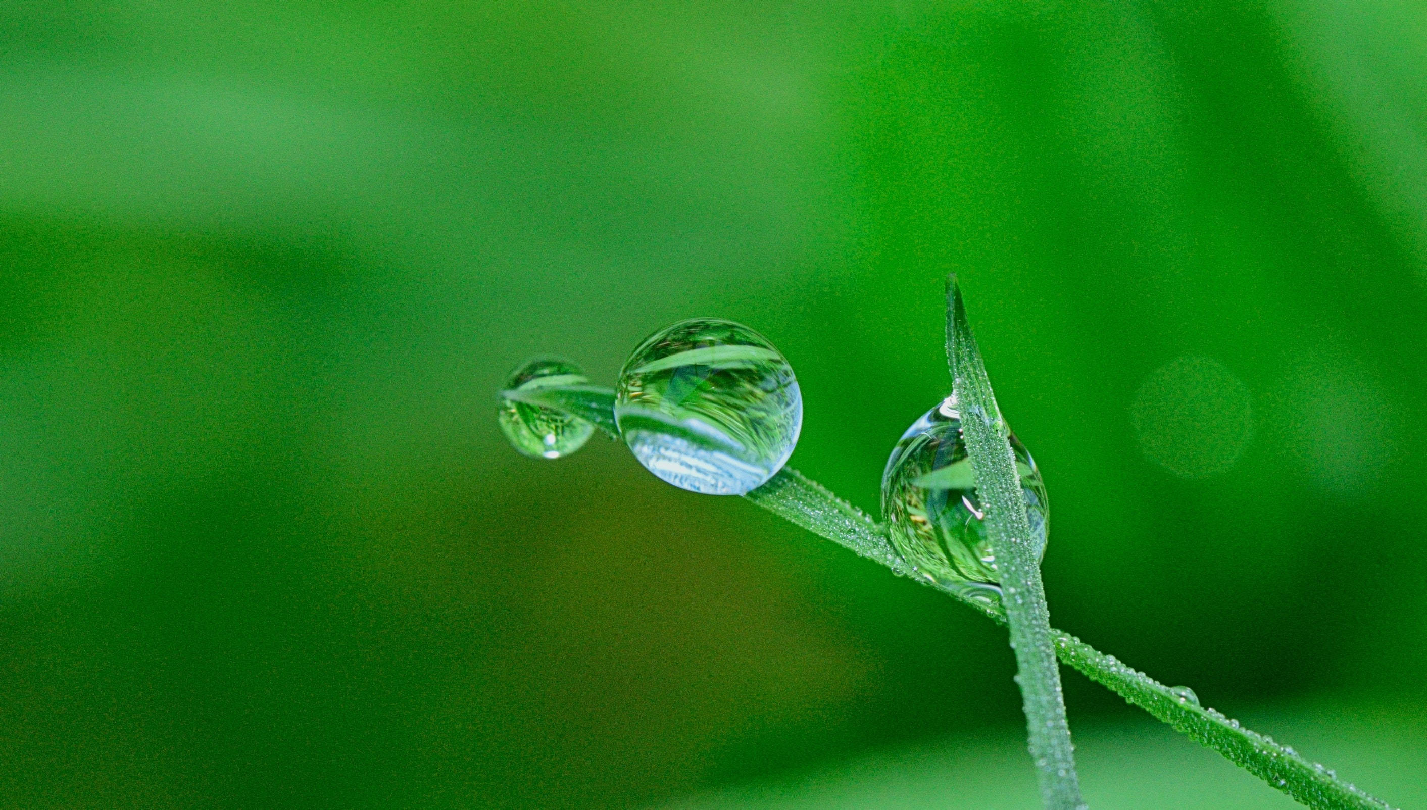 Hijau, water droplets, vibrant green blade of grass, 2K Desktop Wallpaper