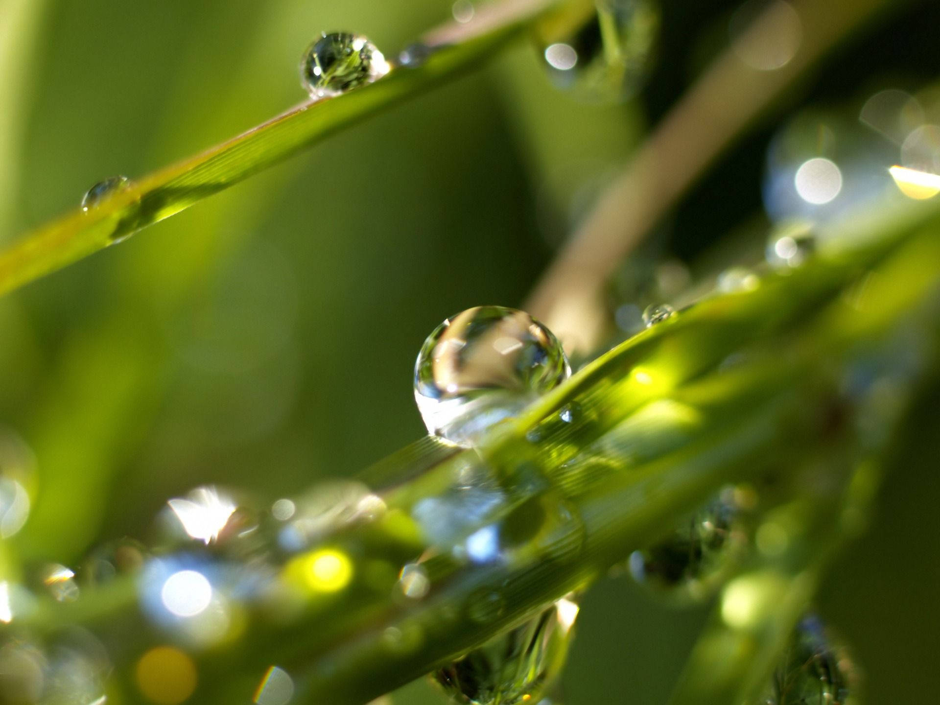 raindrops, green grass, bright sunlight, Full HD Desktop Wallpaper