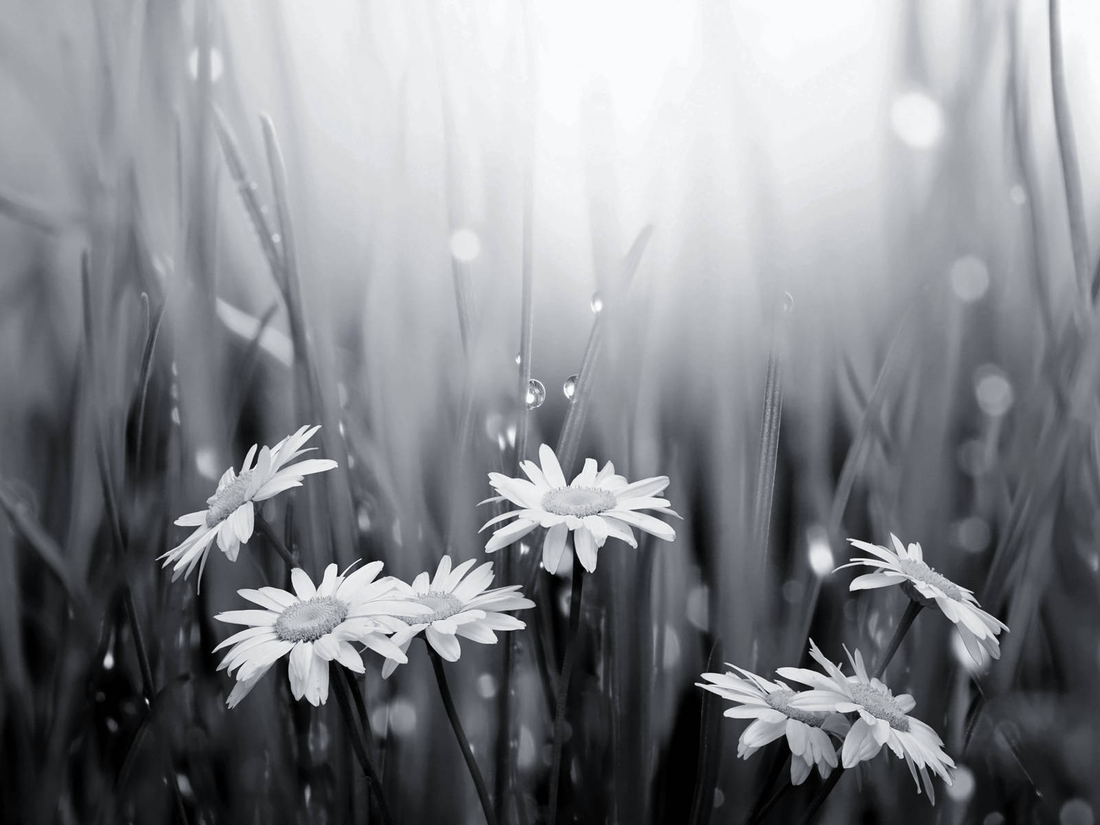 black and white flower rain, monochrome daisies, dewdrops, HD Desktop Wallpaper