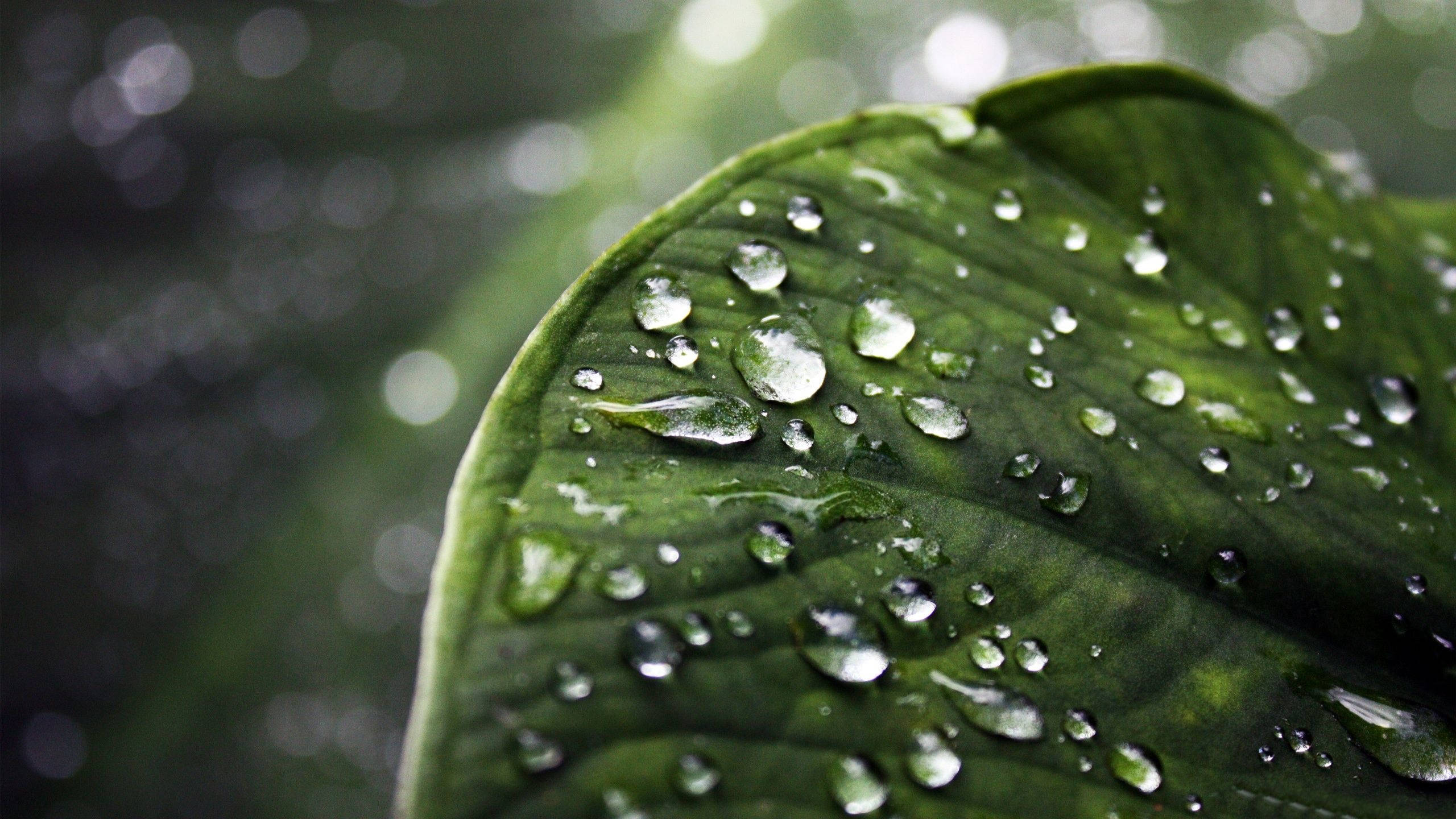 raindrops, green leaf, vibrant green, 2K Desktop Wallpaper