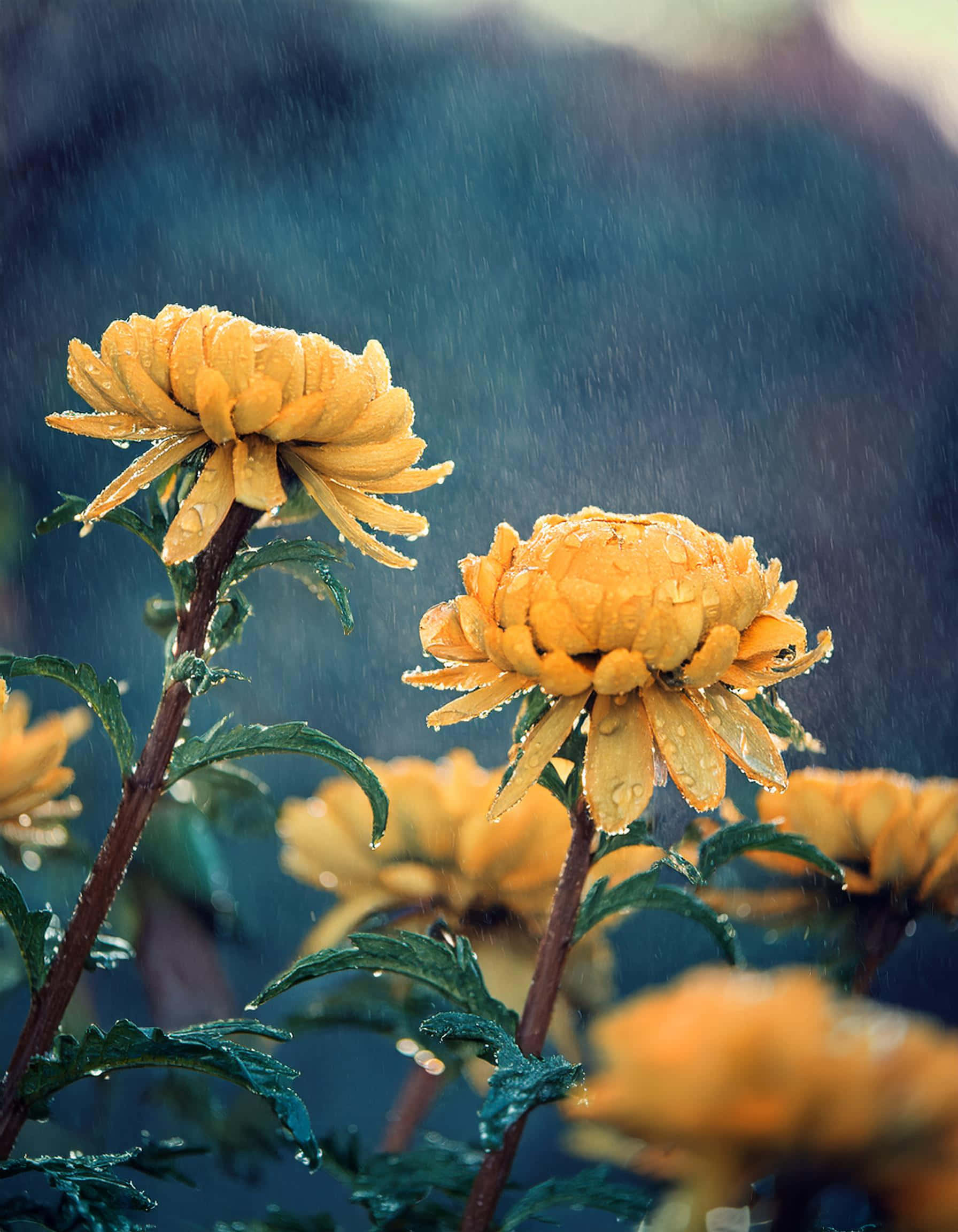 yellow chrysanthemums, raindrops, blurred blue background, Full HD Phone Wallpaper