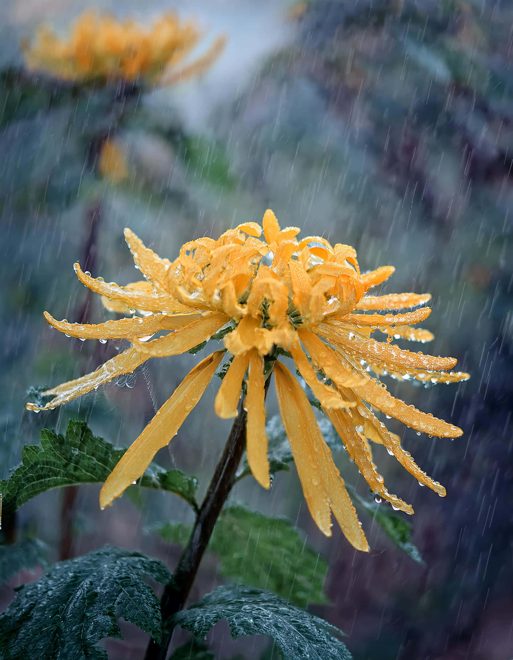 yellow chrysanthemum, heavy rain, water droplets, Full HD Phone Wallpaper