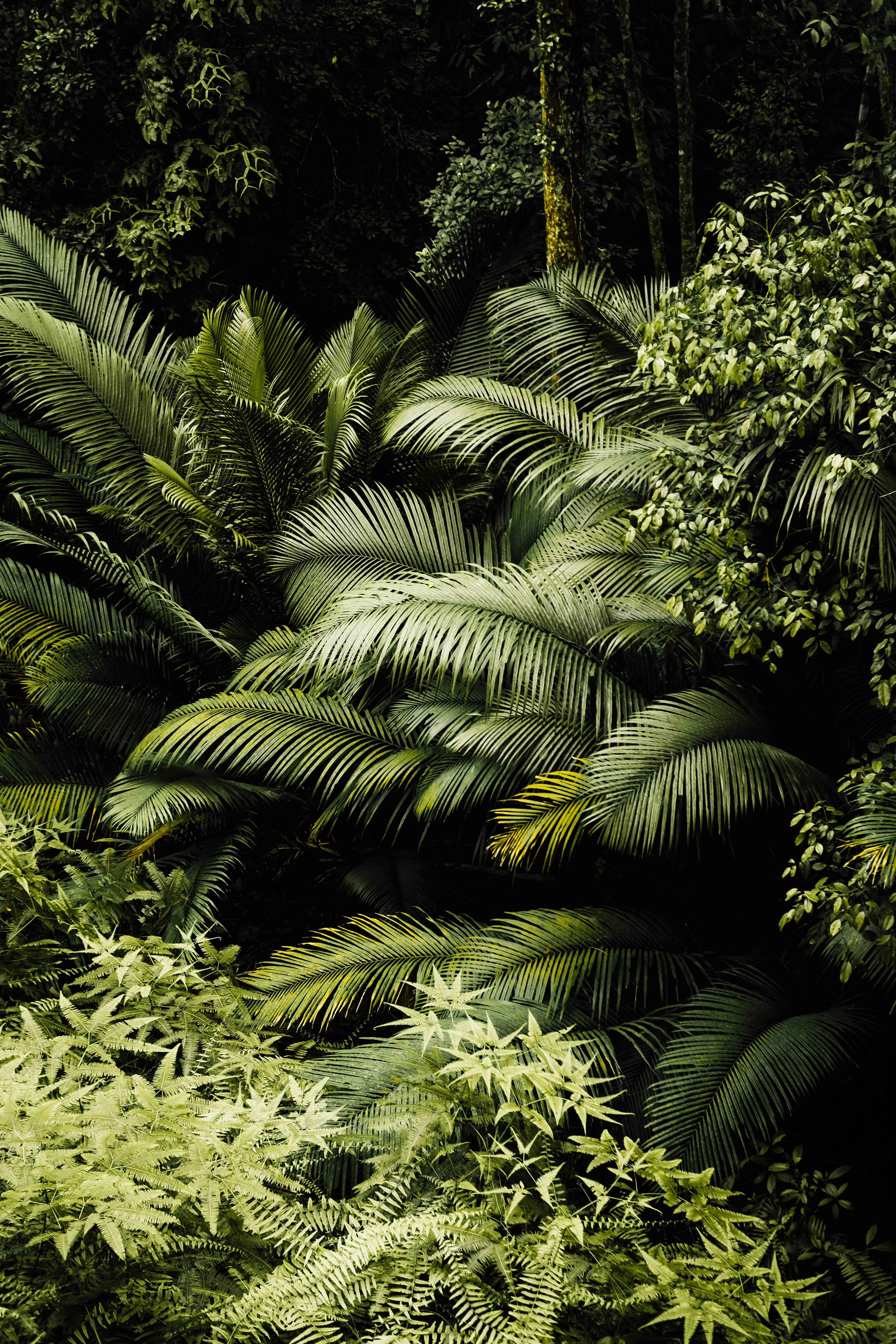 green jungle aesthetic, oasis of green, urban jungle, 4K Phone Wallpaper
