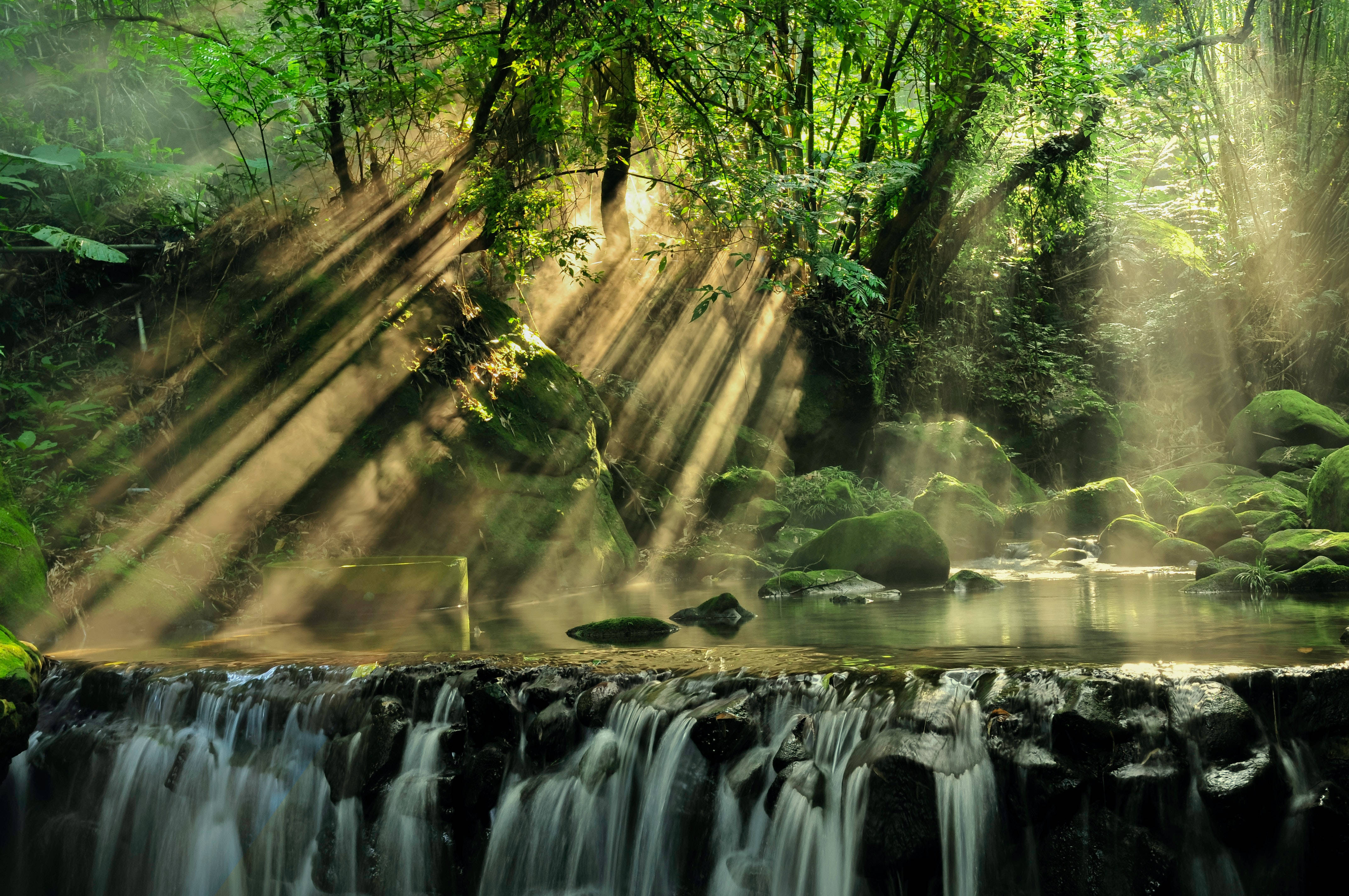 sun rays, rainforest, lush green forest canopy, 4K Desktop Wallpaper