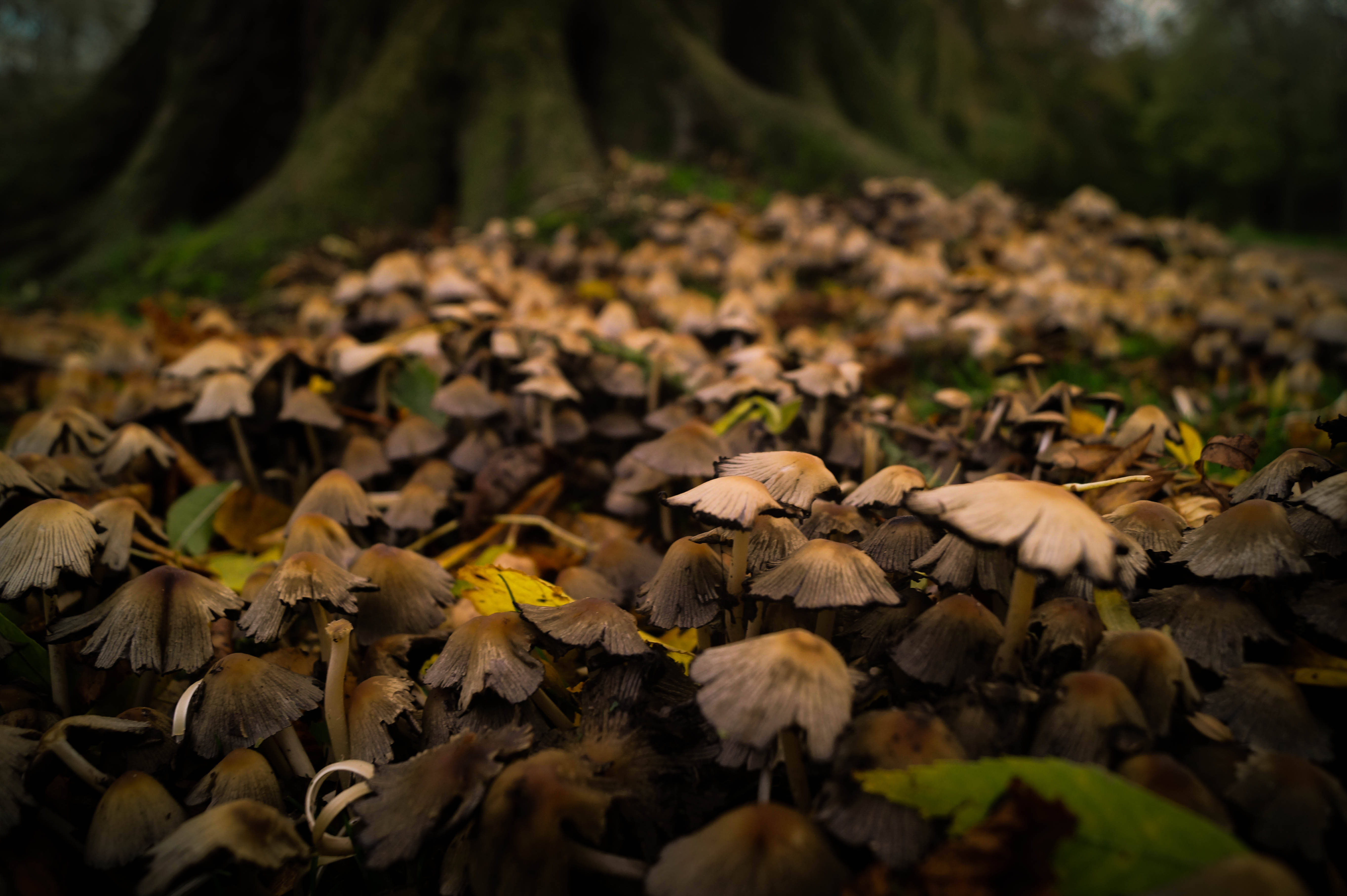 mushrooms, rainforest, ancient tree roots, 5K Desktop Wallpaper