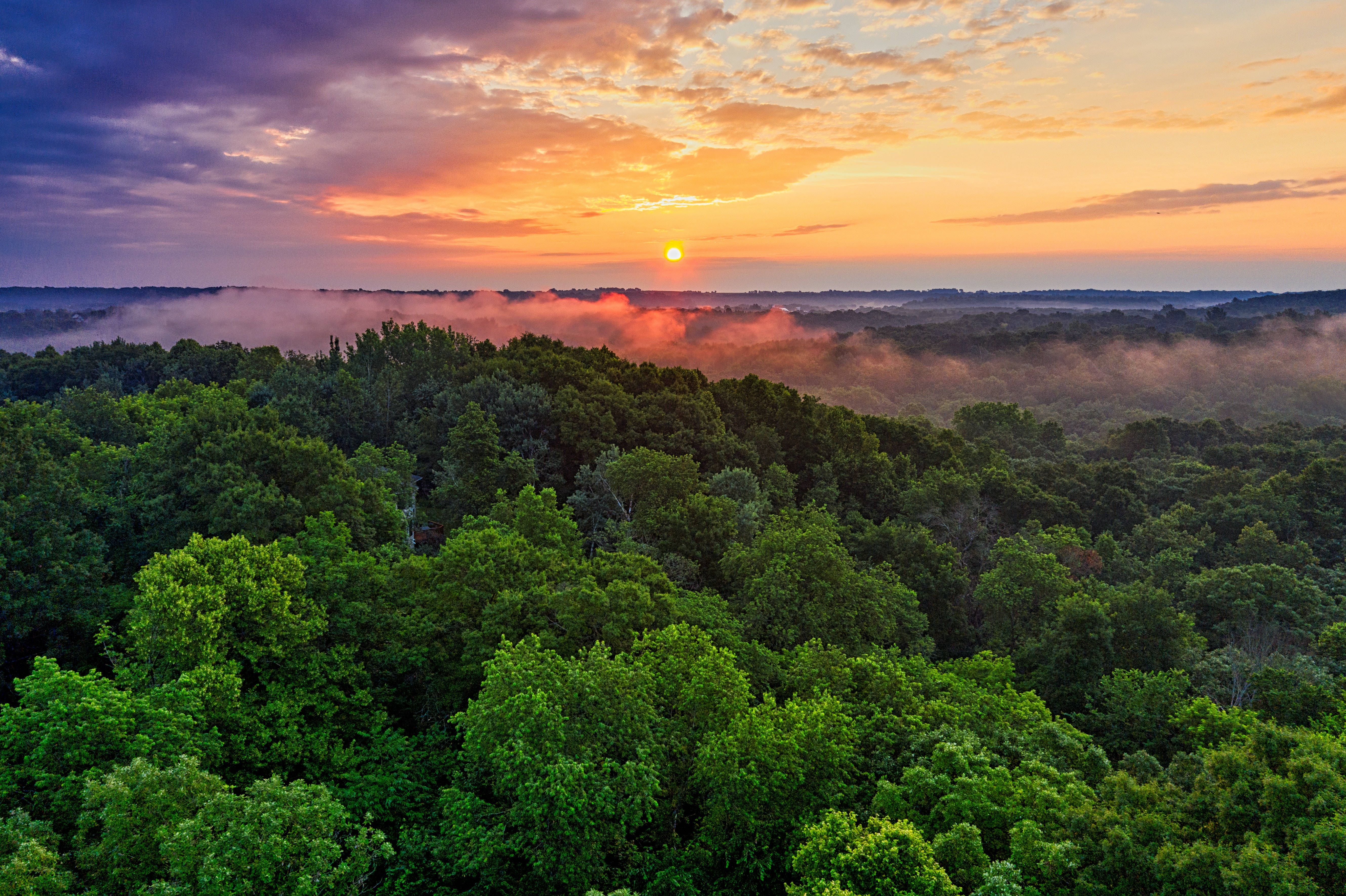 sunrise, rainforest, dense green forest, 5K Desktop Wallpaper