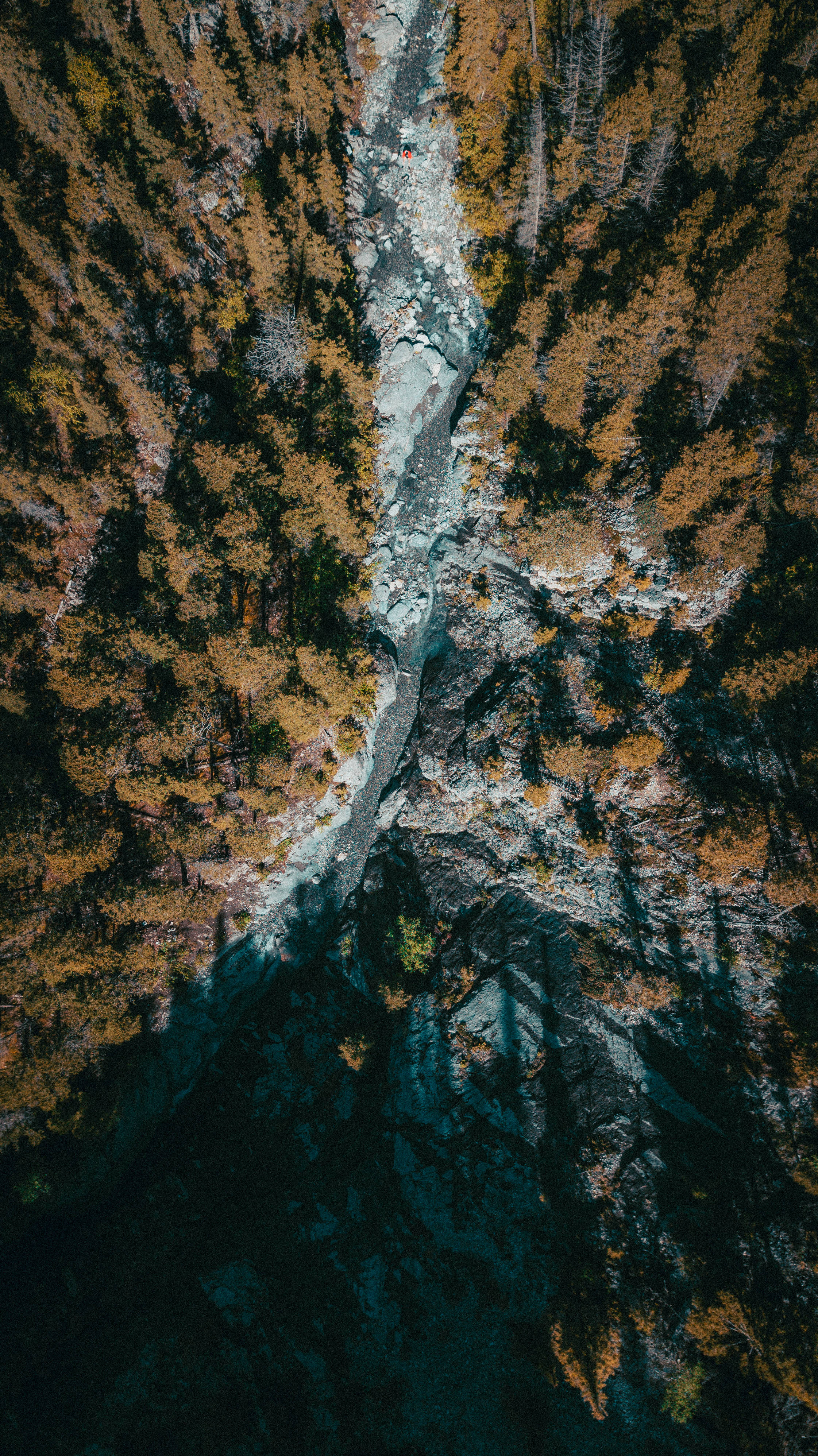 8K, iPhone, rainforest, 4K Phone Wallpaper