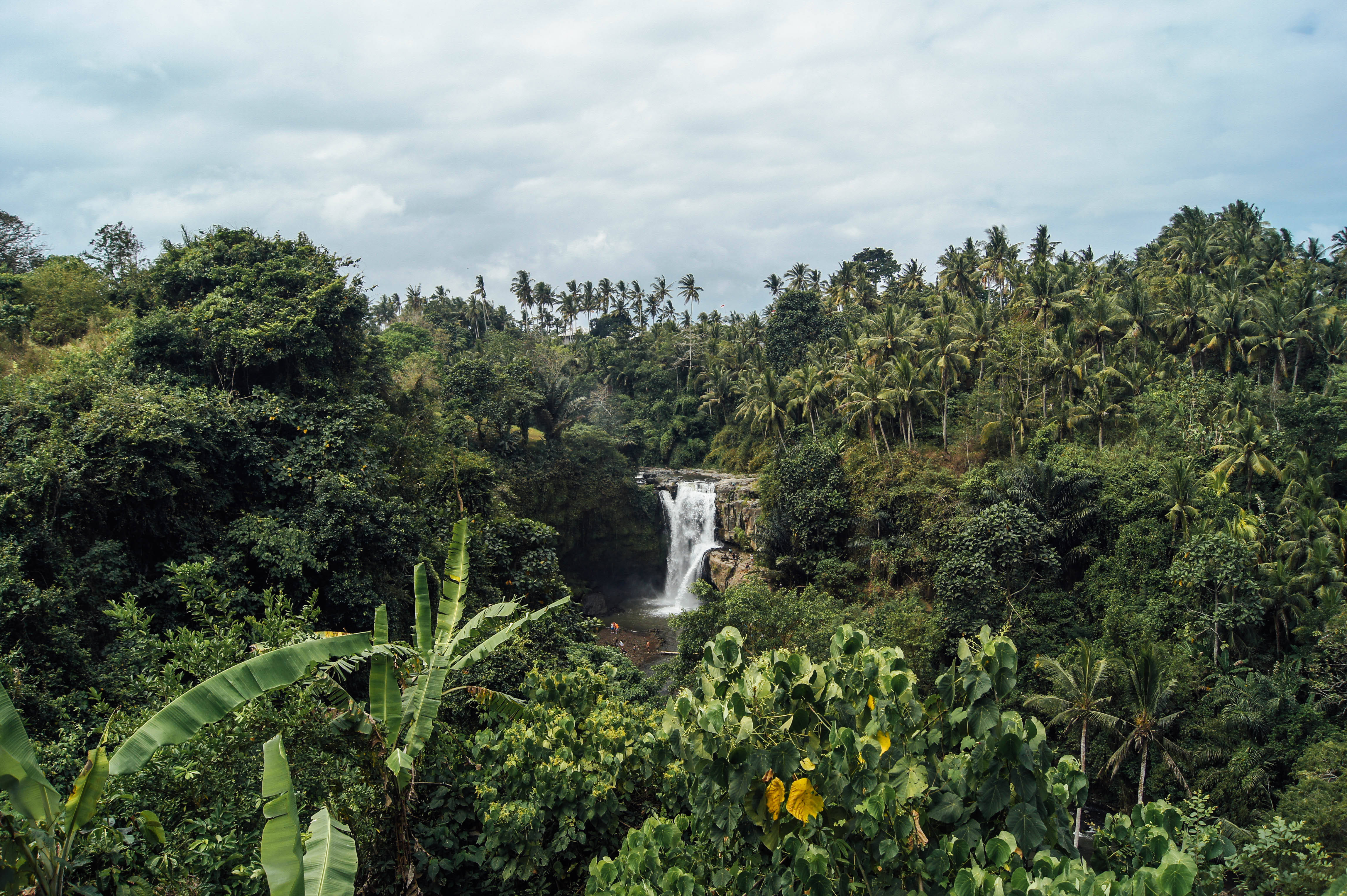 Rainforest, tropical waterfall, dense green jungle, 4K Desktop Wallpaper