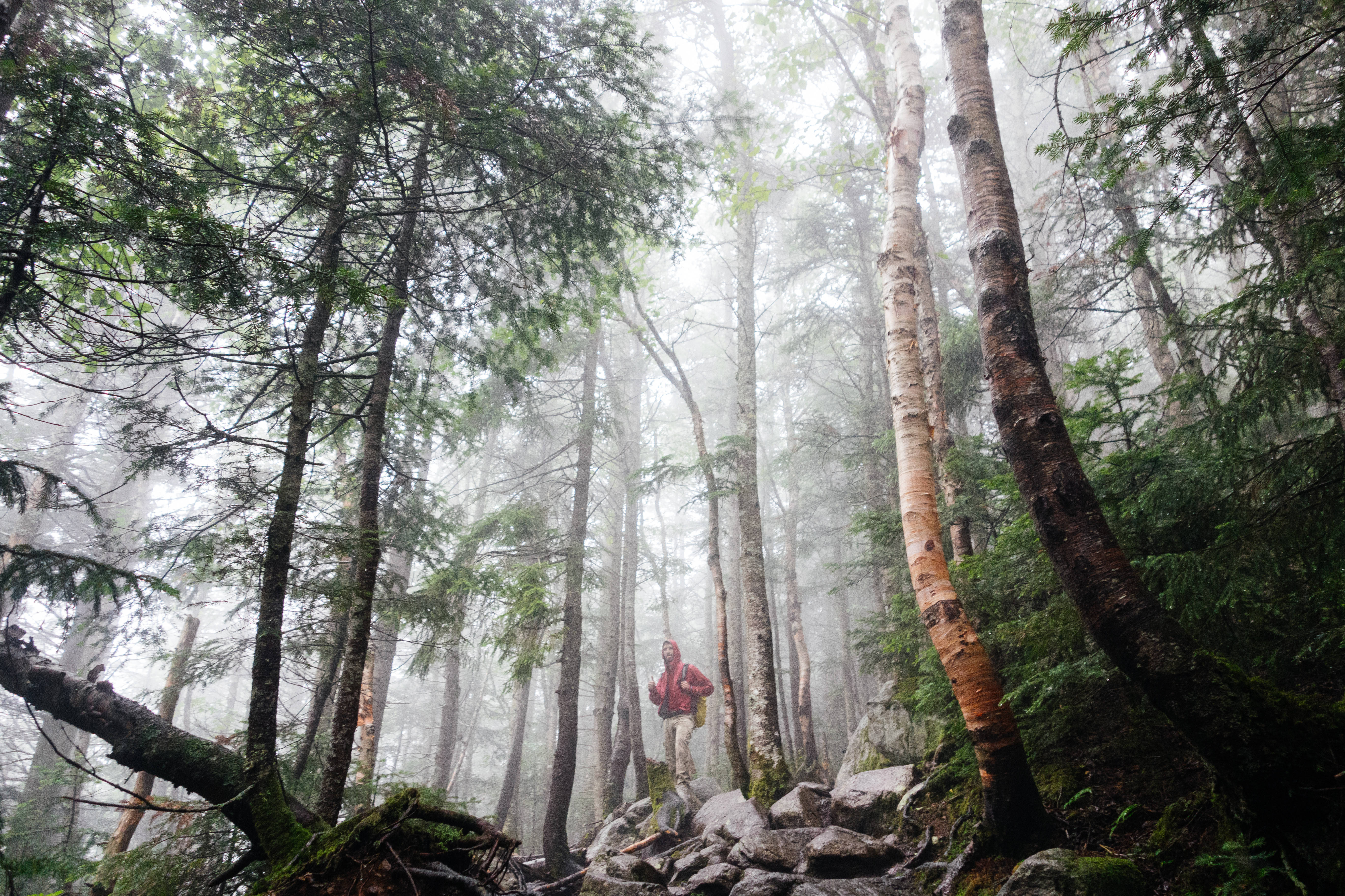 rainforest, red jacket, misty forest trail, 5K Desktop Wallpaper