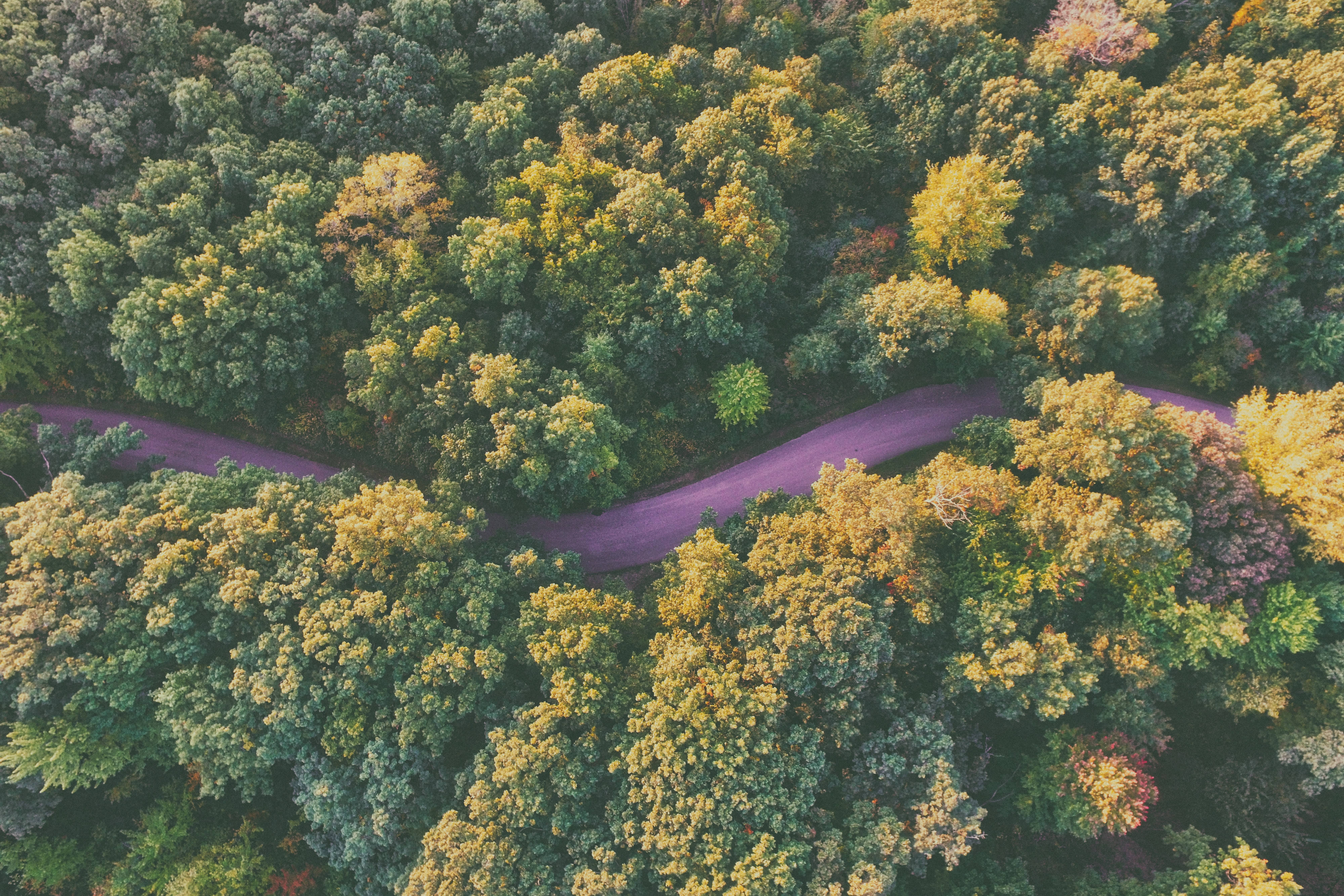 pink river rainforest, purple road, dense forest, 4K Desktop Wallpaper