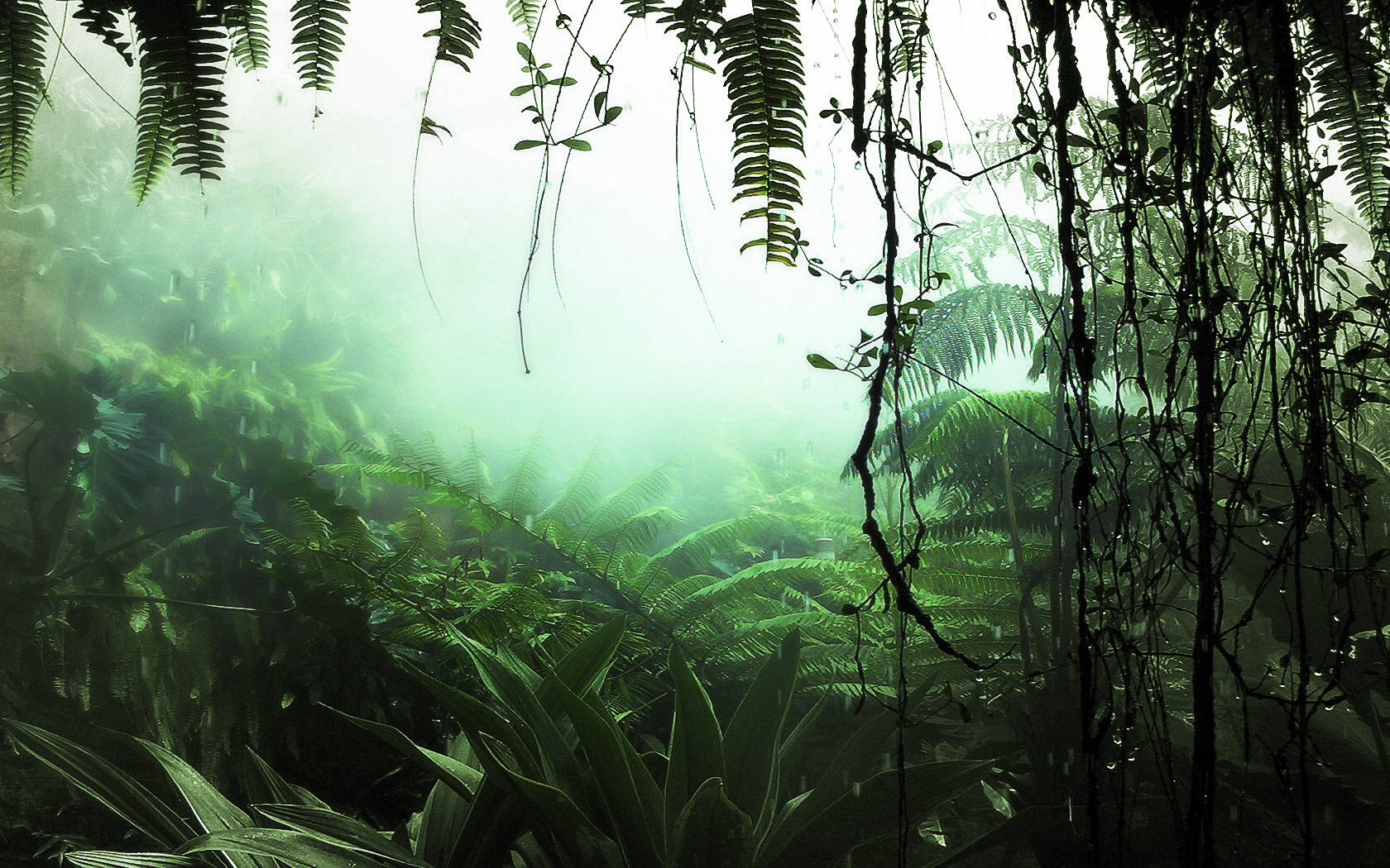 high humidity rainforest, mist, jungle canopy, HD Desktop Wallpaper