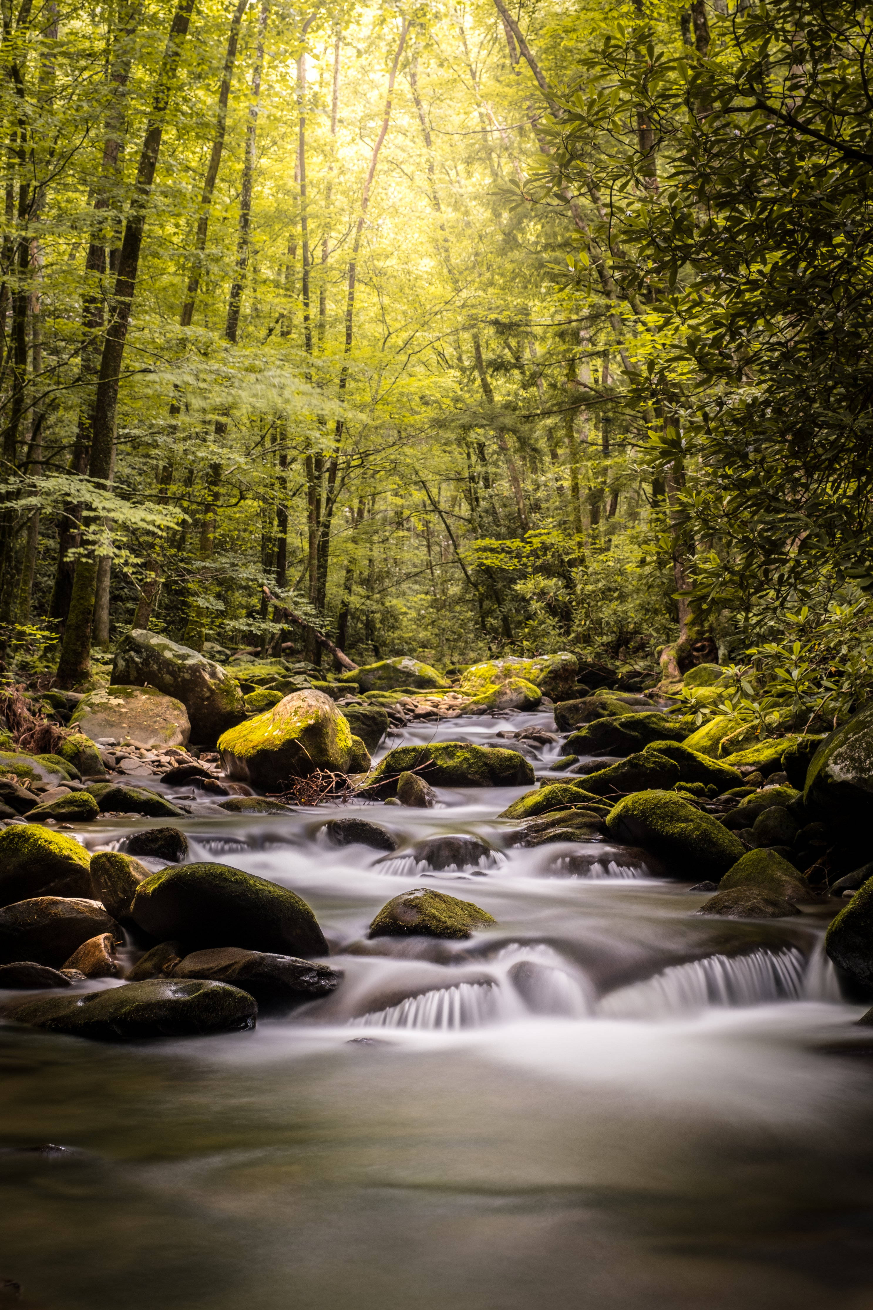 River, Rainforest, Sunlight, 4K Phone Wallpaper