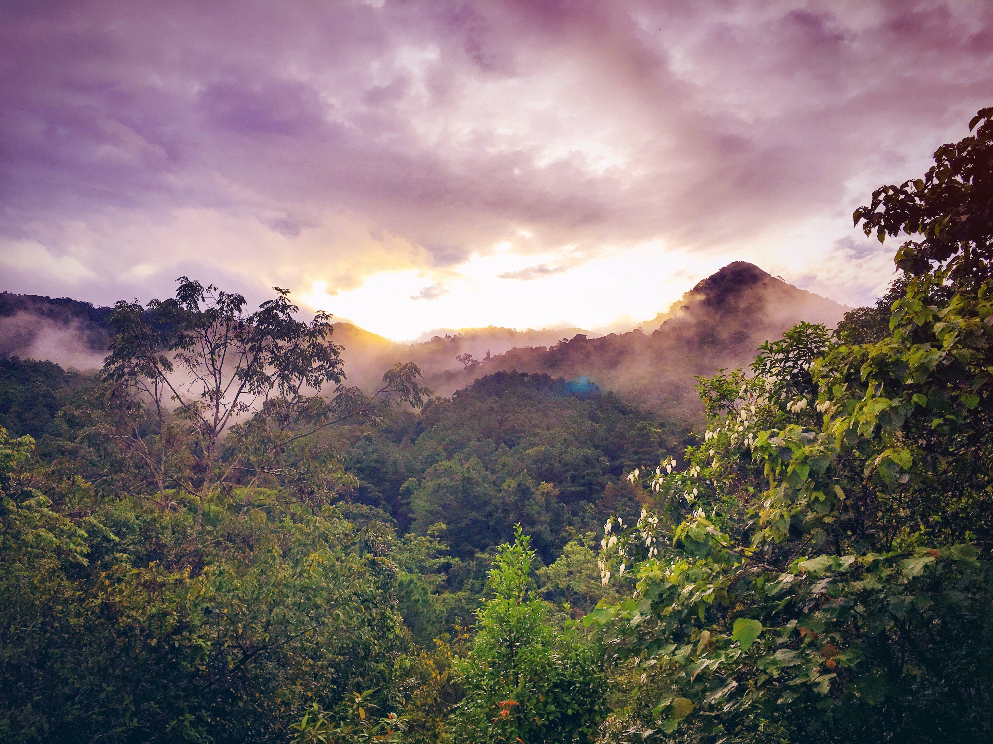Purple Sky Rainforest, purple clouds, misty mountains, 4K Desktop Wallpaper