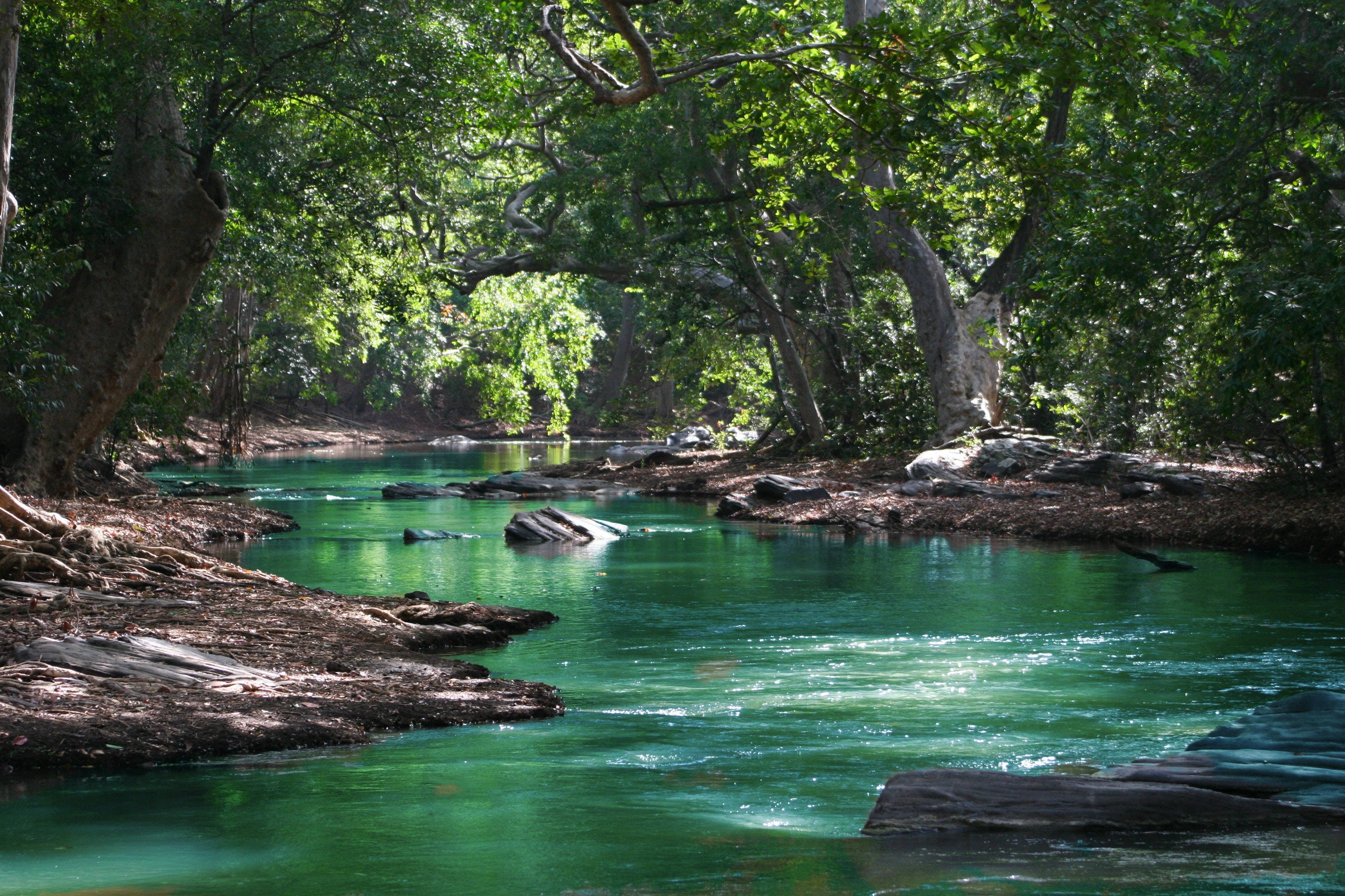3D Desktop, vibrant green hues, dense green canopy, 2K Desktop Wallpaper