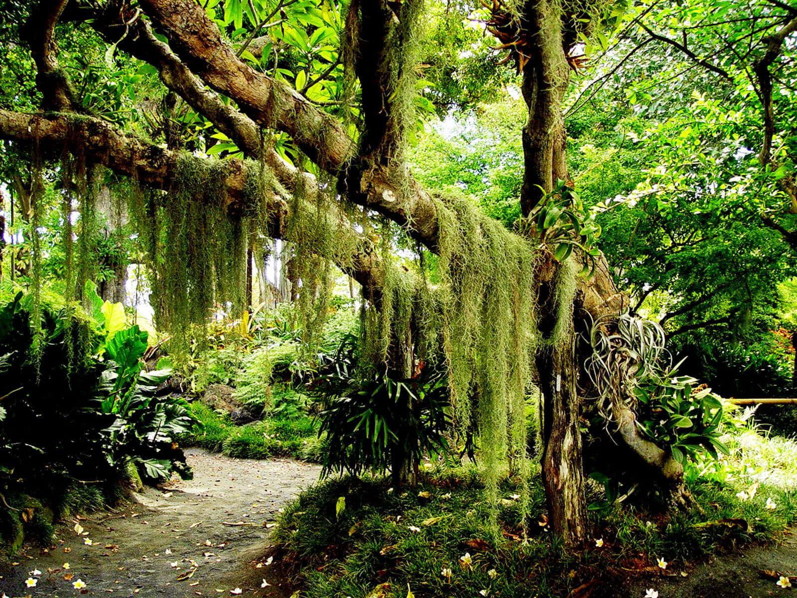 Slanted Oak Tree, lush tropical forest, moss-draped trees, HD Desktop Wallpaper