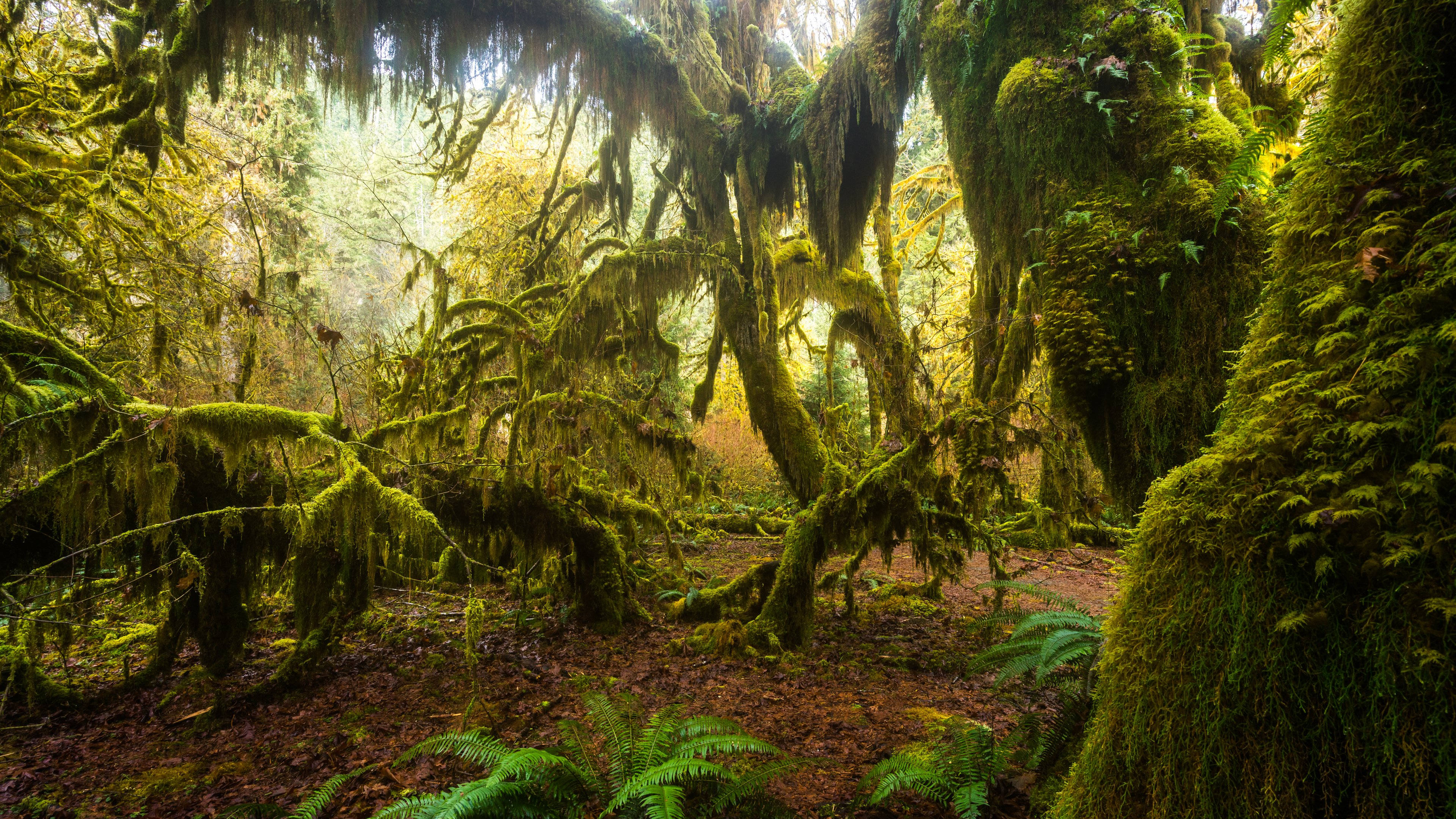 rainforest, moss-covered trees, cathedral-like canopy, 4K Desktop Wallpaper
