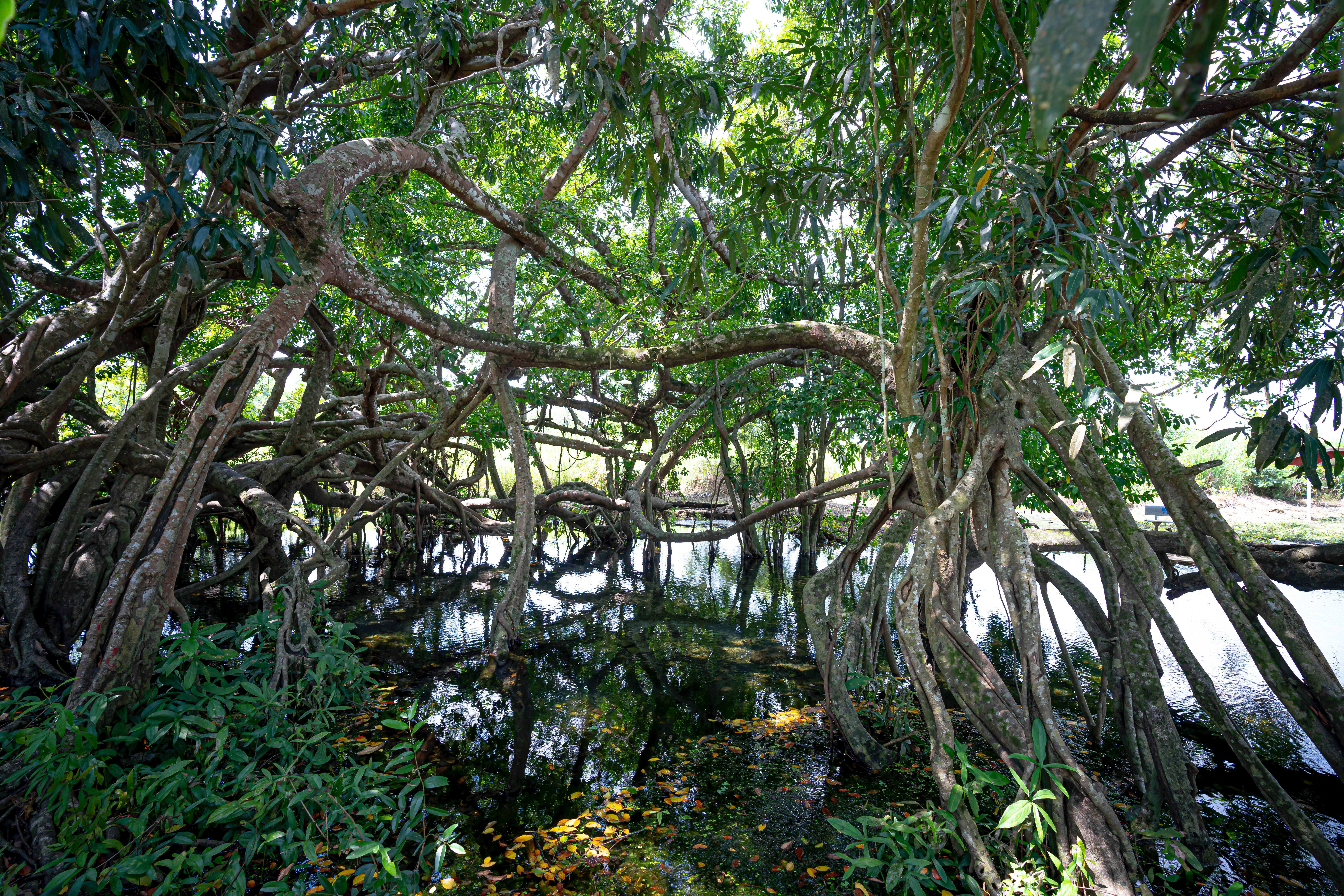 mangrove roots, calm reflective water, fallen yellow leaves, 8K Desktop Wallpaper