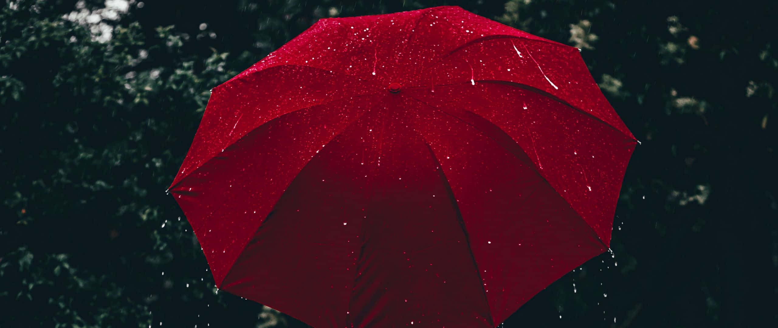 Aesthetic Red Umbrella, raindrops, dark green forest, 2K Desktop Wallpaper
