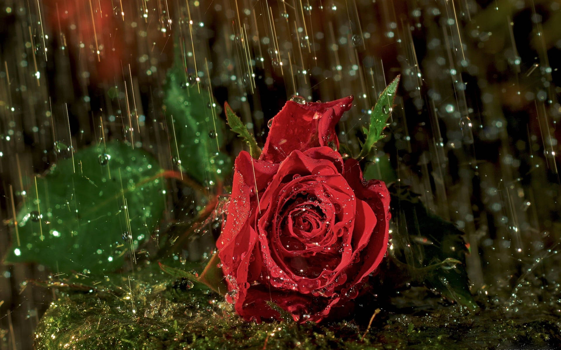 red rose, raindrops, dark blurred background, Full HD Desktop Wallpaper
