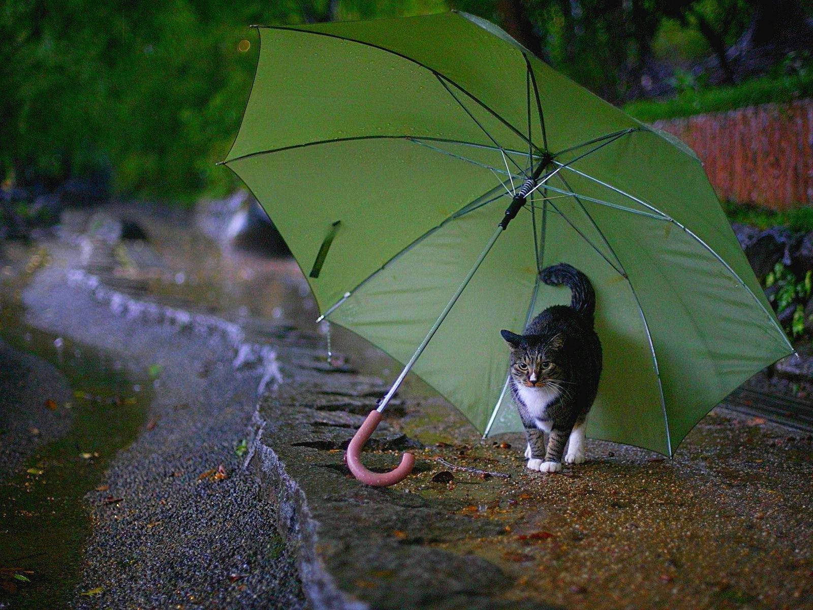 tabby cat, green umbrella, wet stone path, HD Desktop Wallpaper