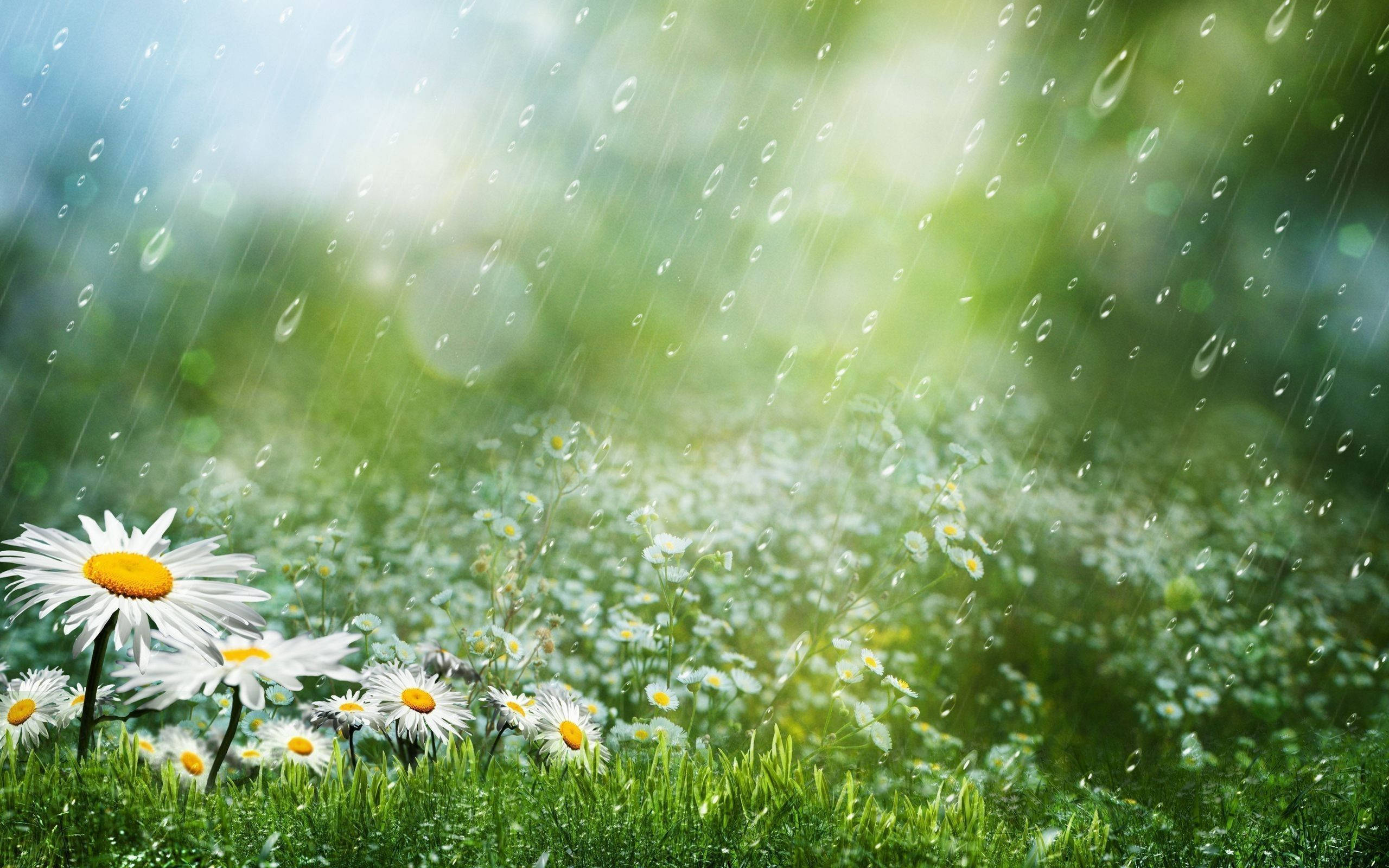 daisy flowers, raindrops, sunlit green grass, 2K Desktop Wallpaper