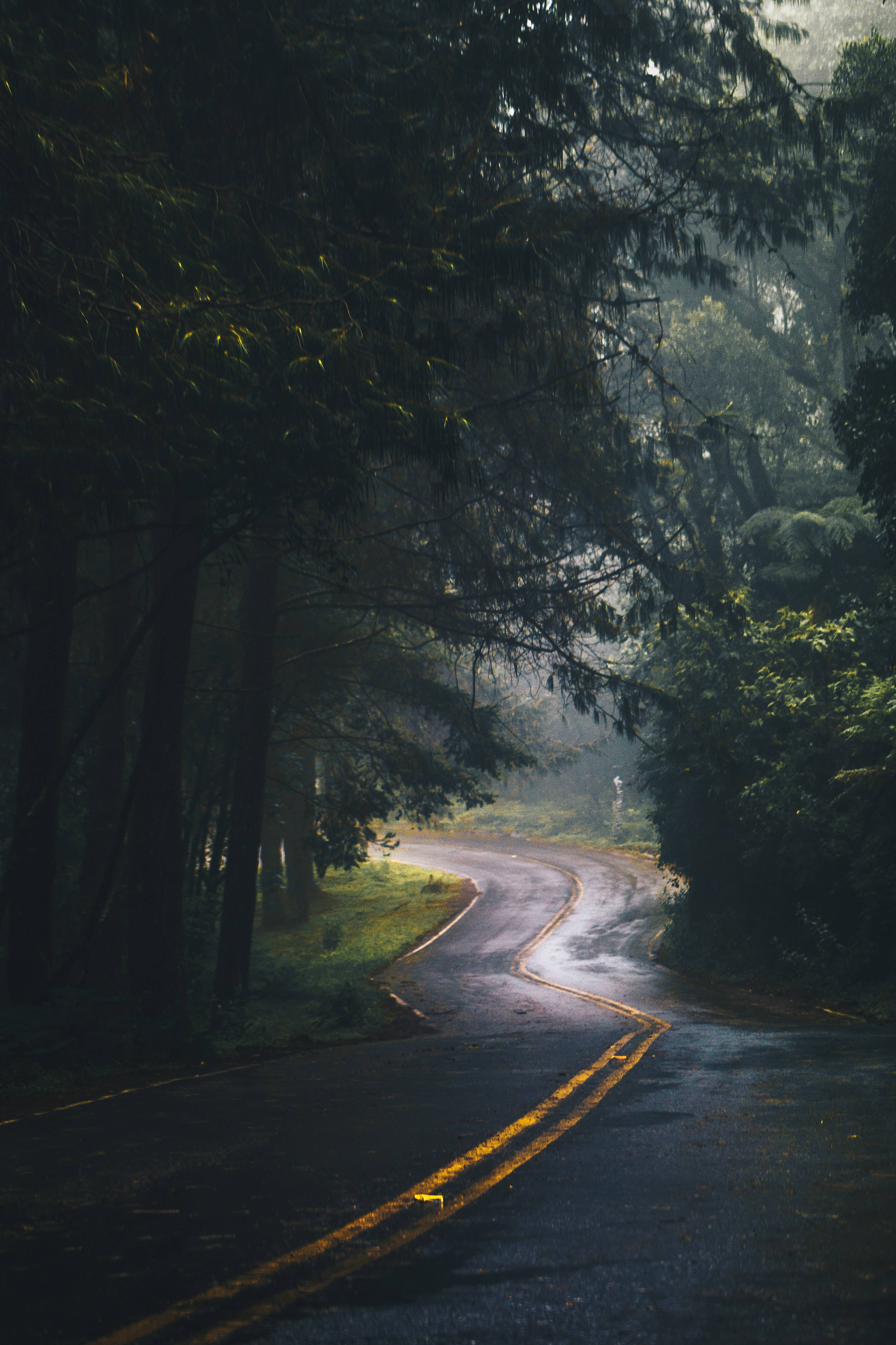 winding wet road, dense forest, misty sunlight, 4K Phone Wallpaper