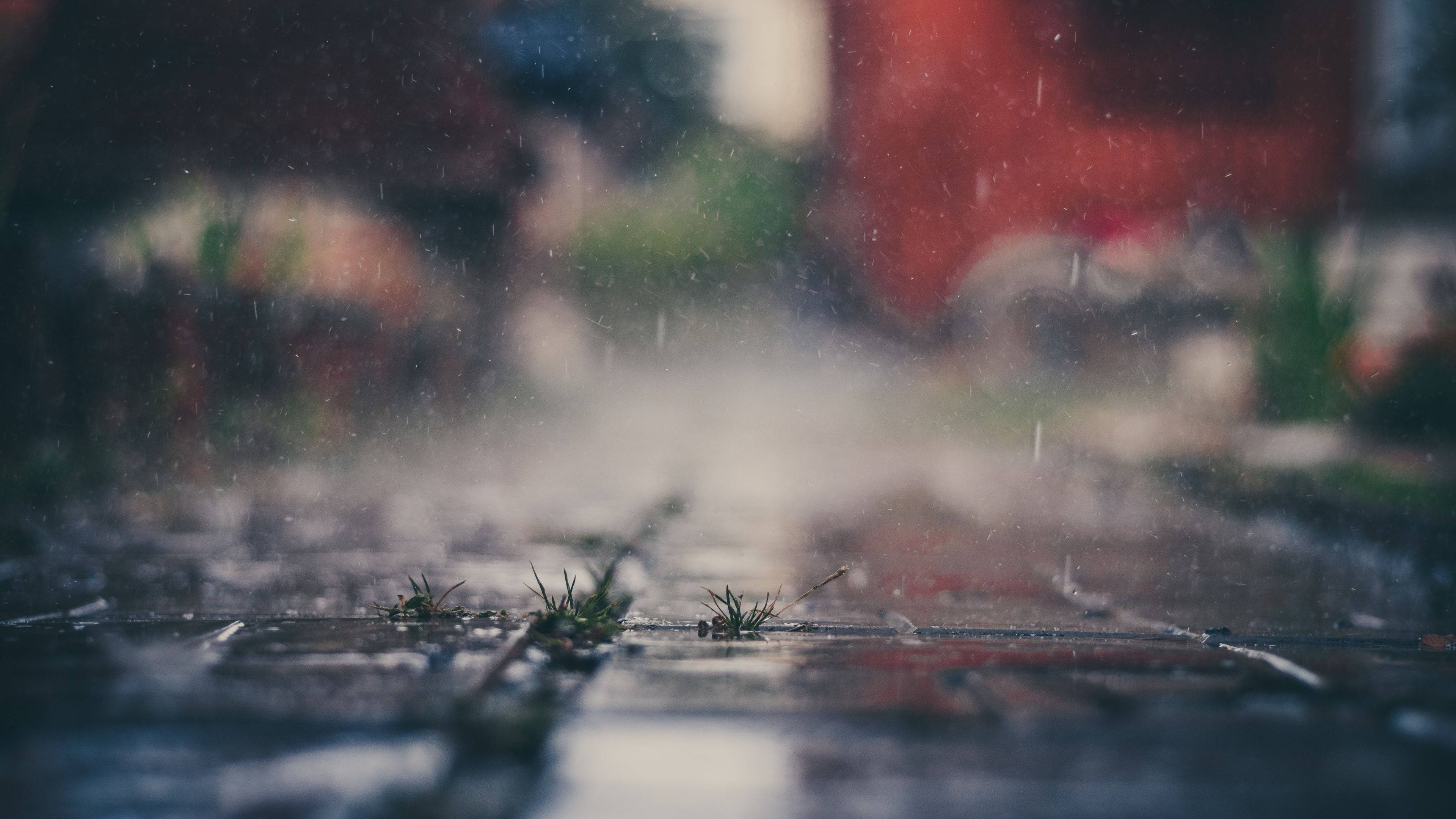 raindrops, wet cobblestones, tiny grass sprouts, 4K Desktop Wallpaper
