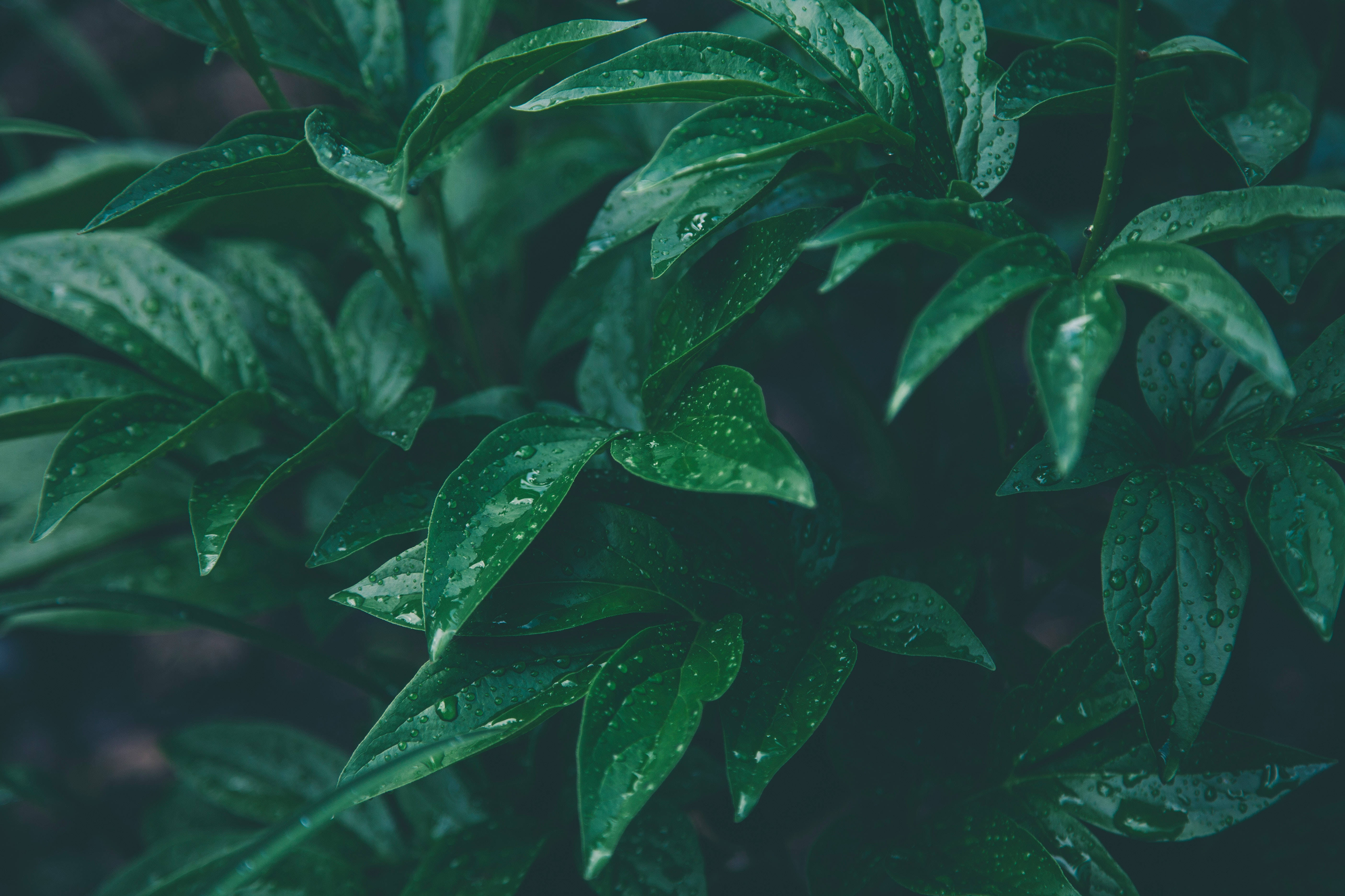 Rain, nature, green, 5K Desktop Wallpaper