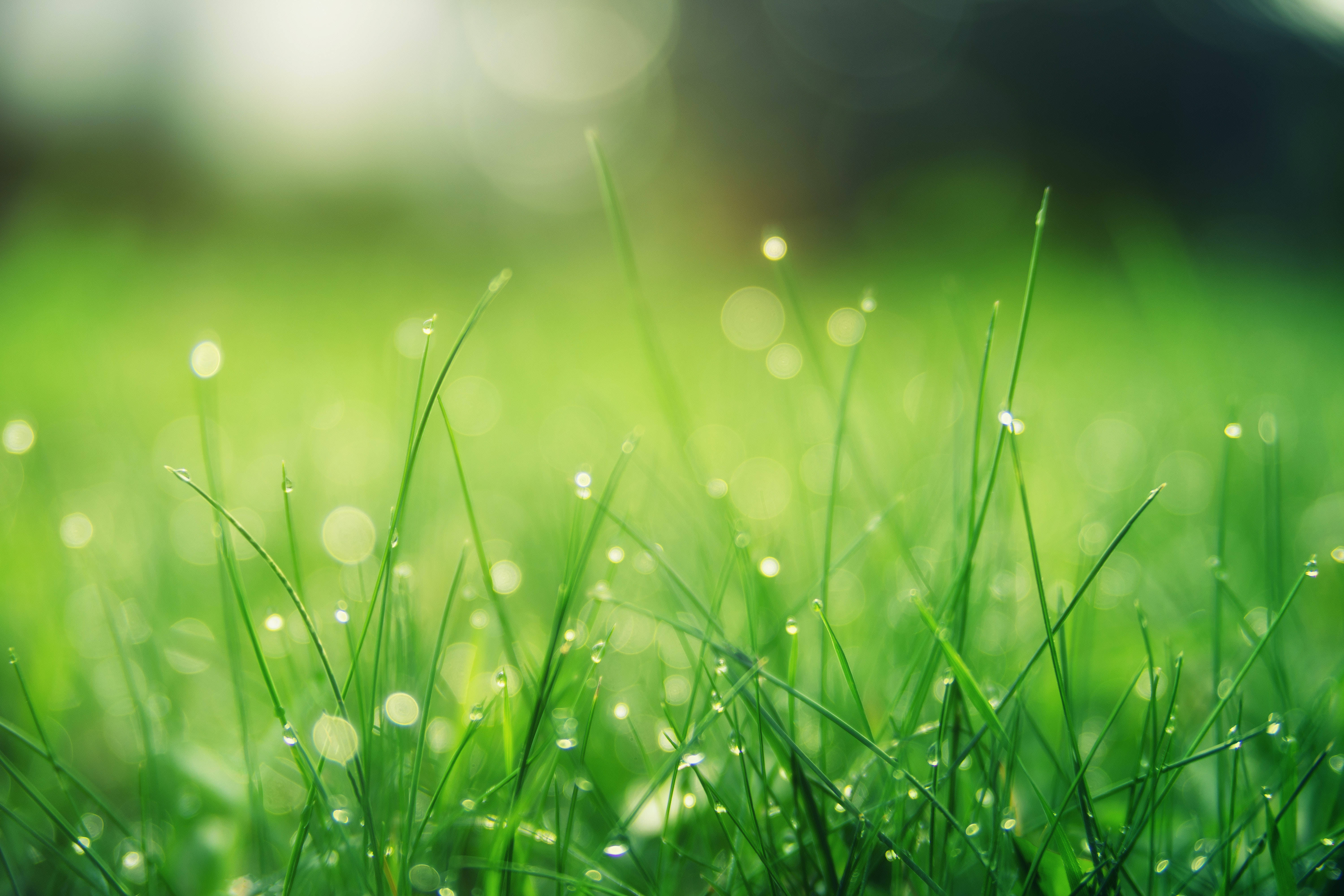 Rain, green field, dewdrops, 5K Desktop Wallpaper