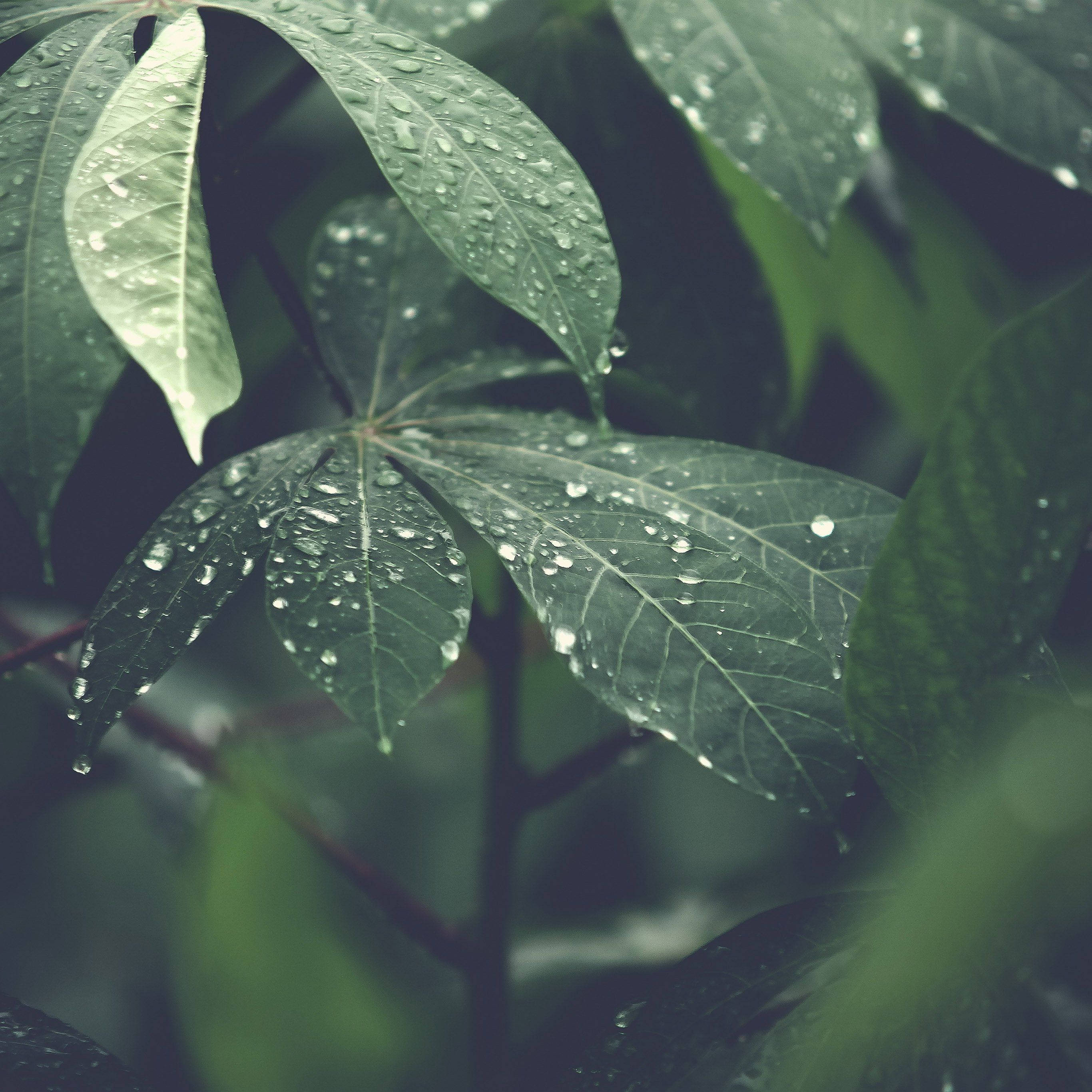 giant leaves, vibrant green leaves, raindrops, 2K Desktop Wallpaper