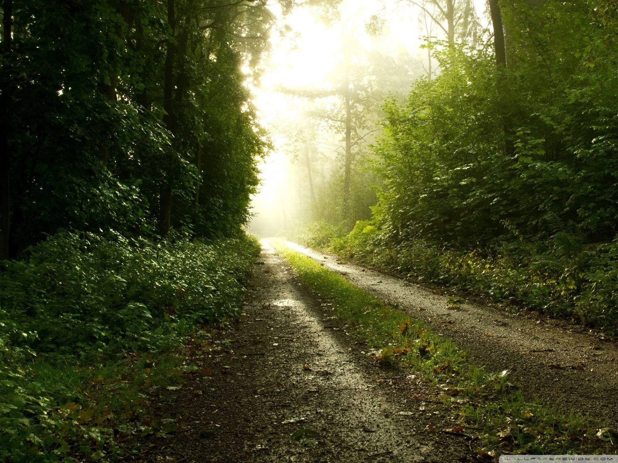 Rainy, misty forest path, golden morning light, Full HD Desktop Wallpaper