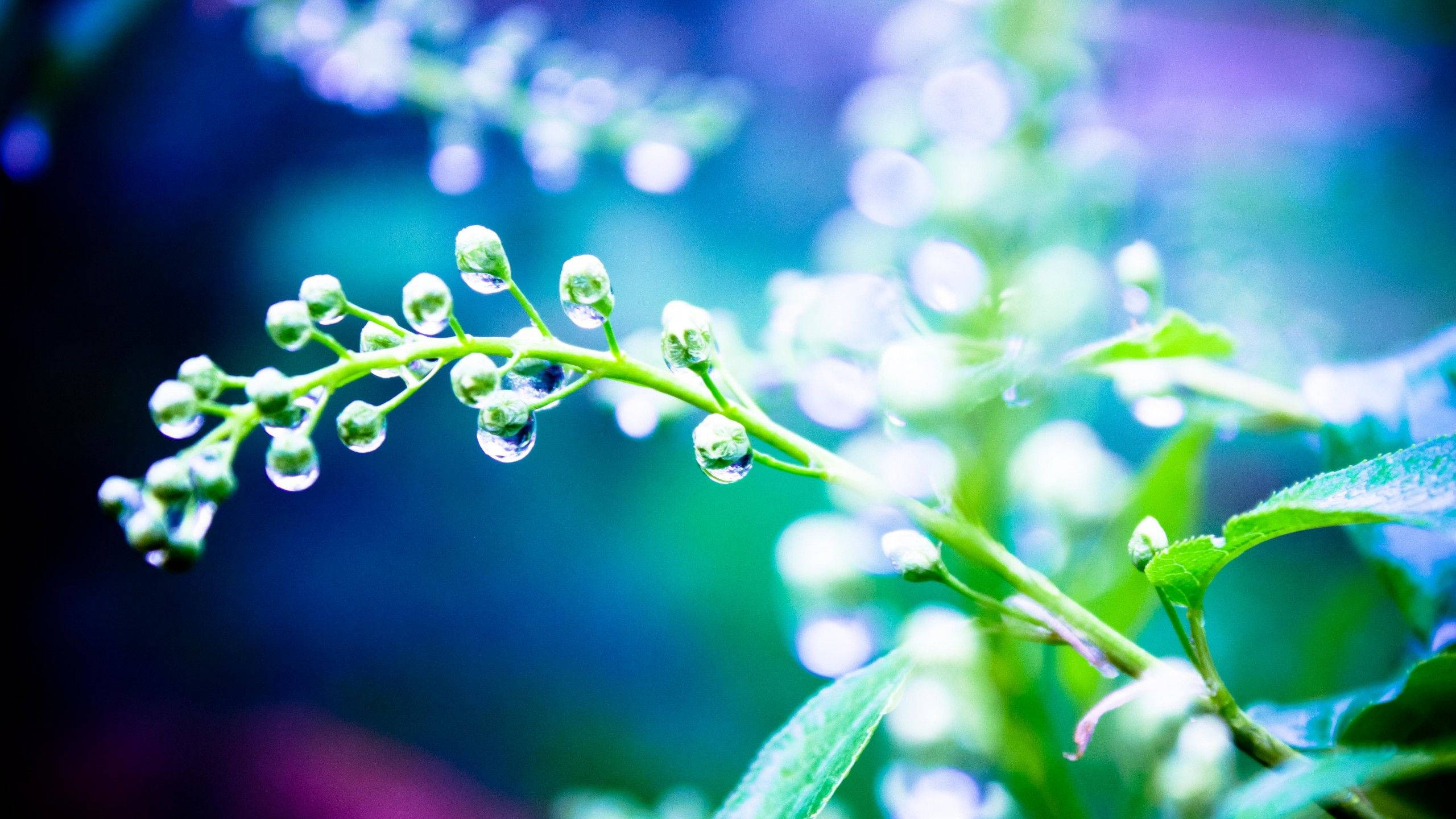 rain, green stem, dewdrops, 2K Desktop Wallpaper