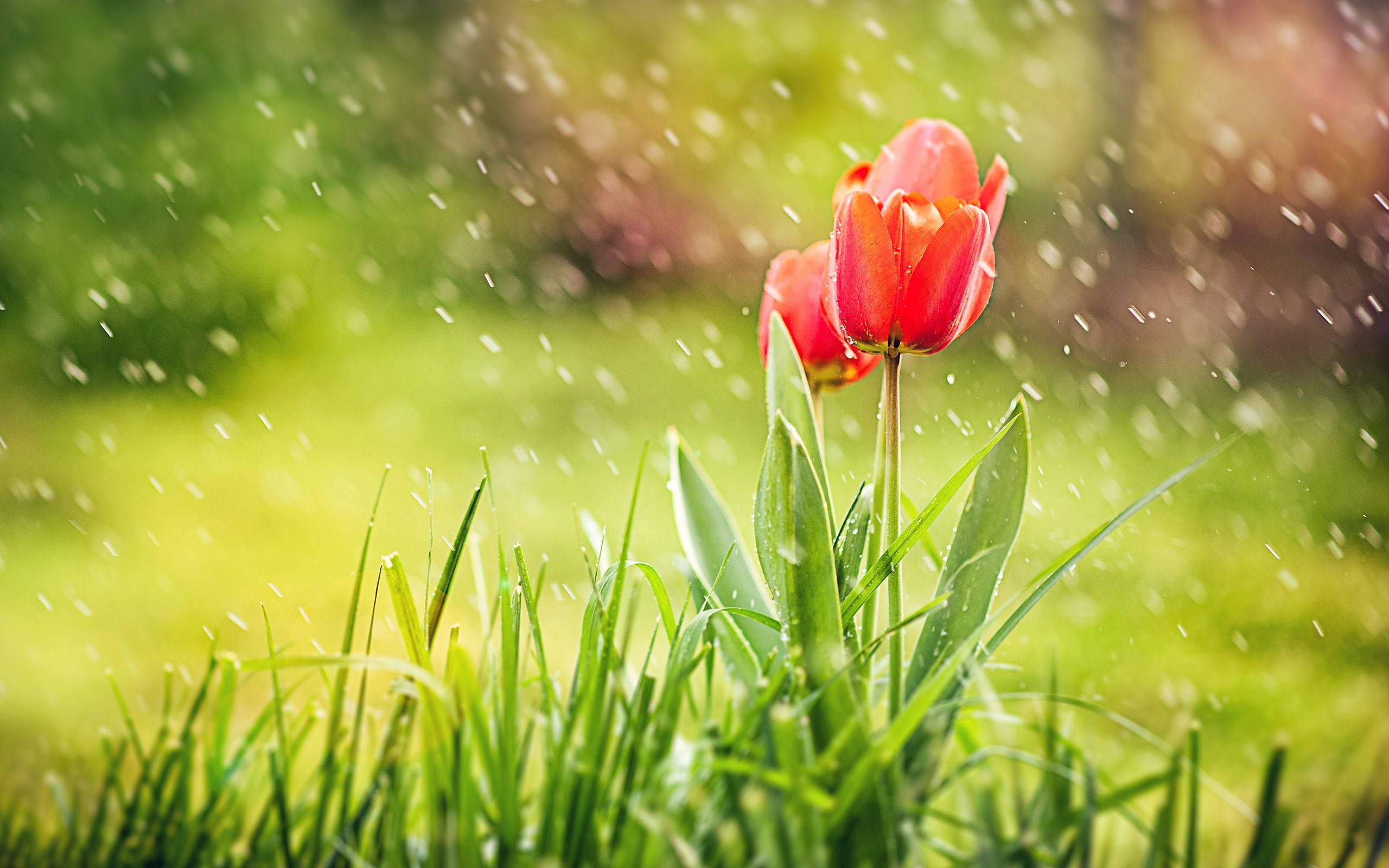 Rain, tulips, red, 2K Desktop Wallpaper