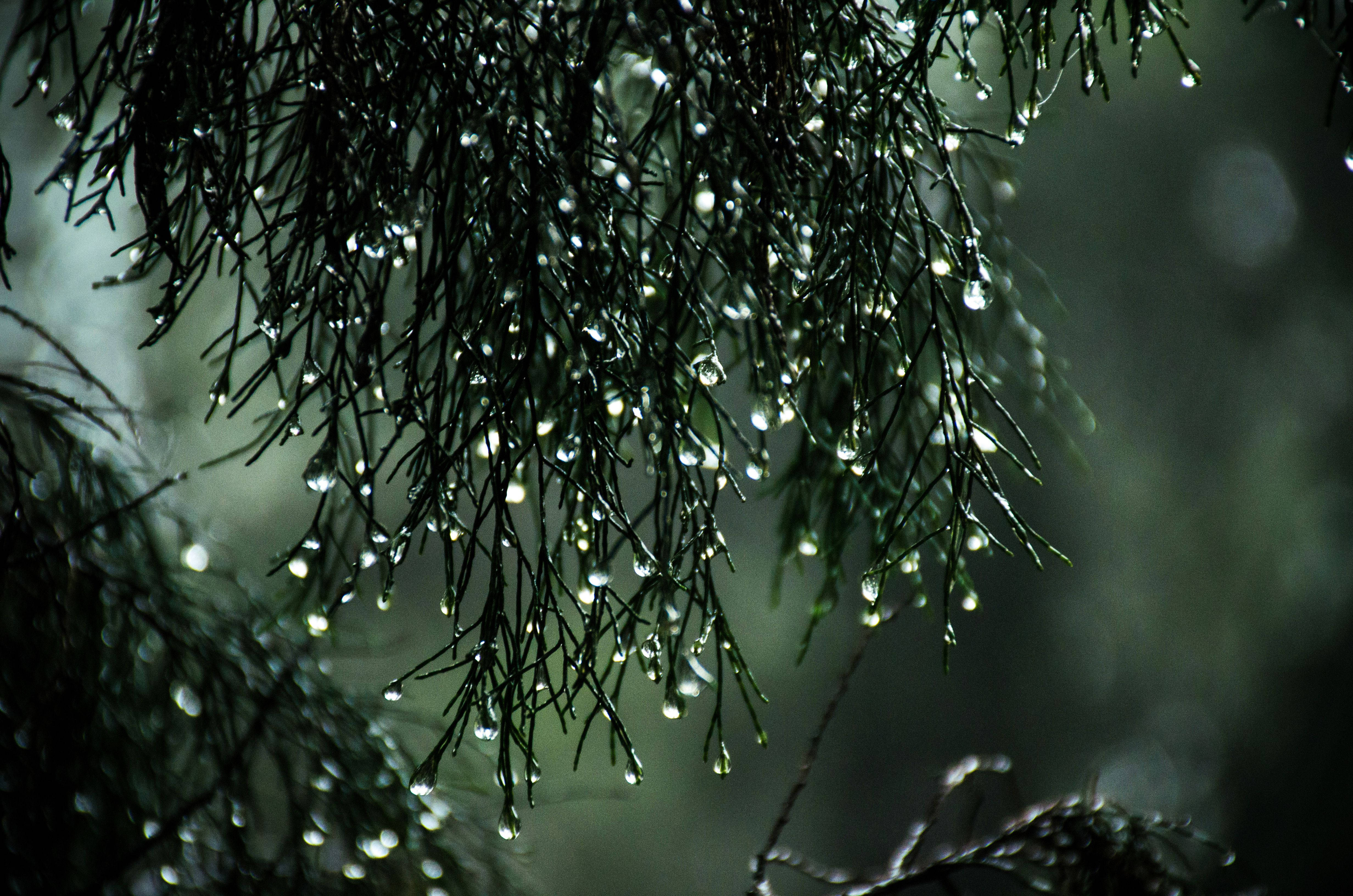 Rain, nature, pine tree, 4K Desktop Wallpaper