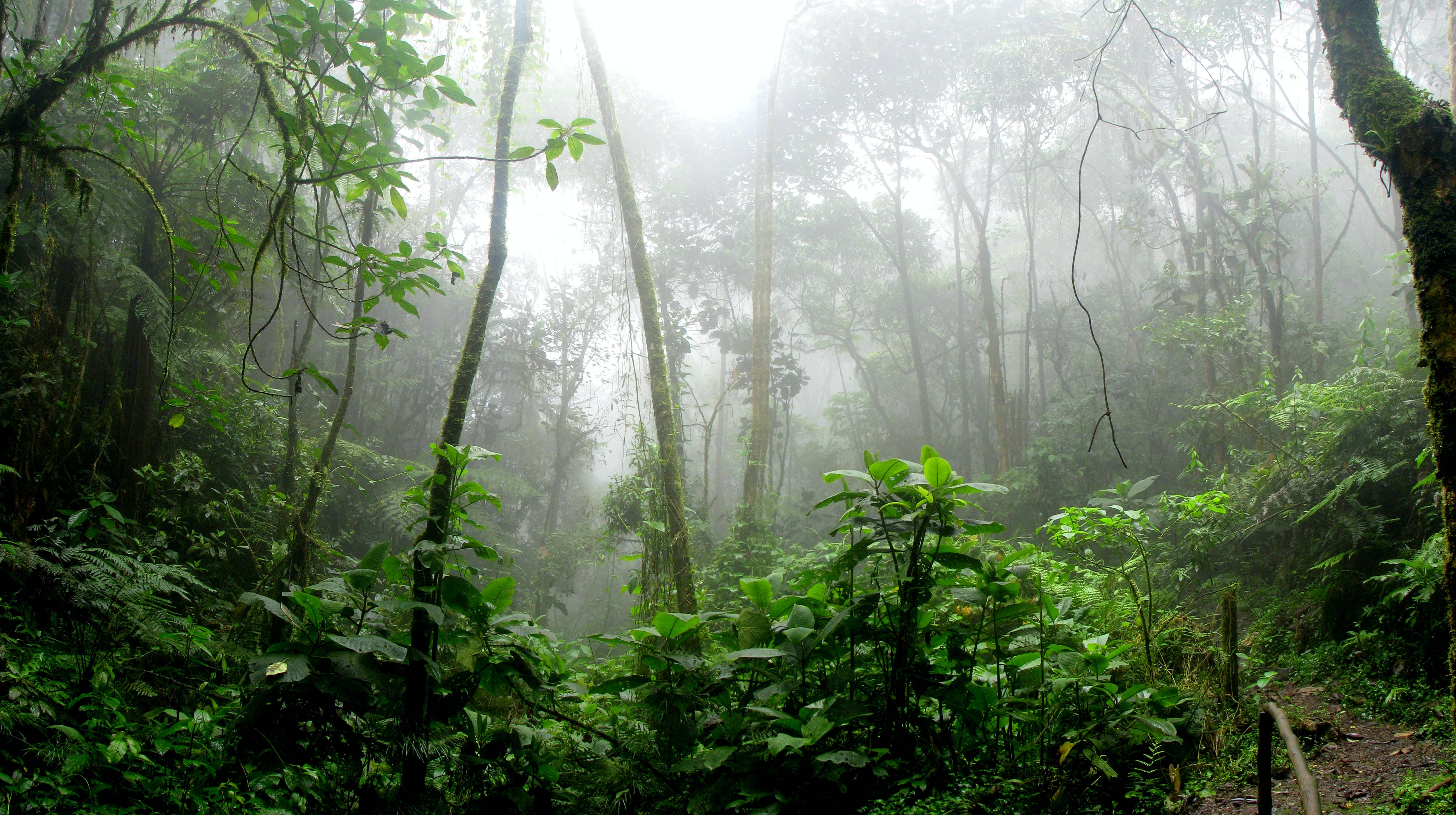 Rainforest, Misty jungle path, Towering trees, 4K Desktop Wallpaper