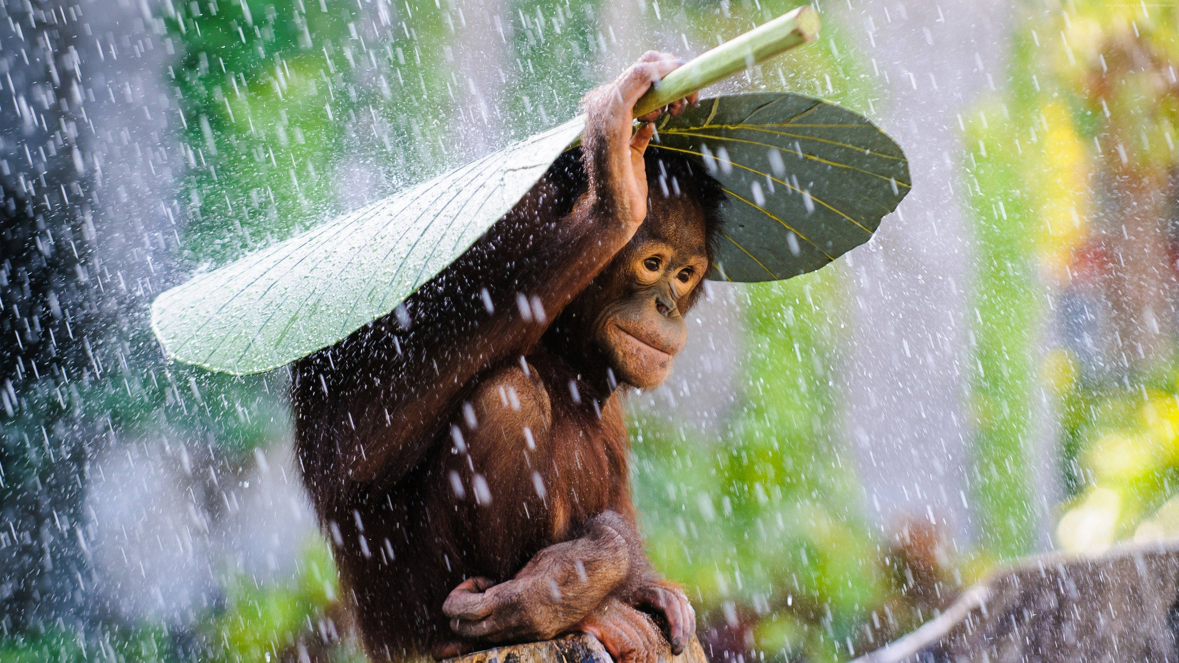 orangutan, giant leaf, downpour, 4K Desktop Wallpaper