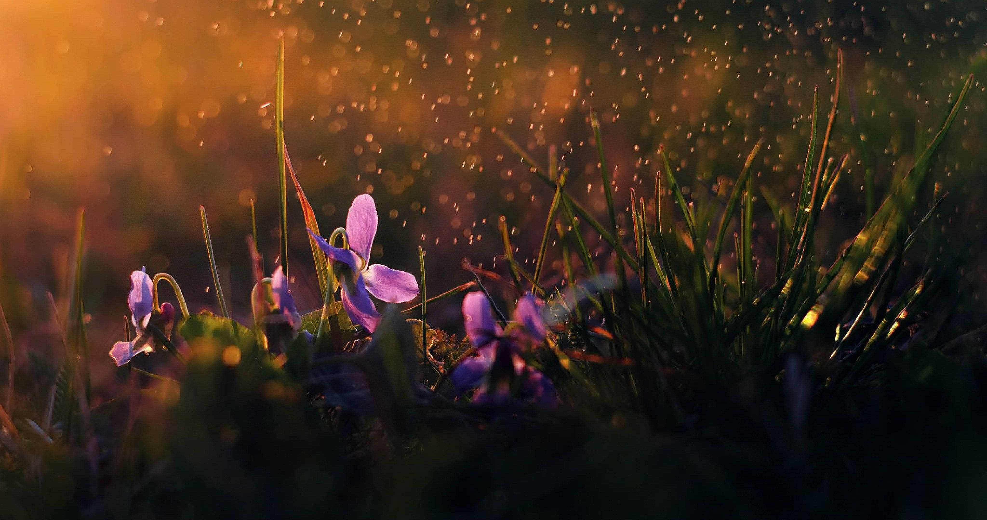 Rain Nature Purple Flowers, purple violets, dewy grass, 4K Desktop Wallpaper