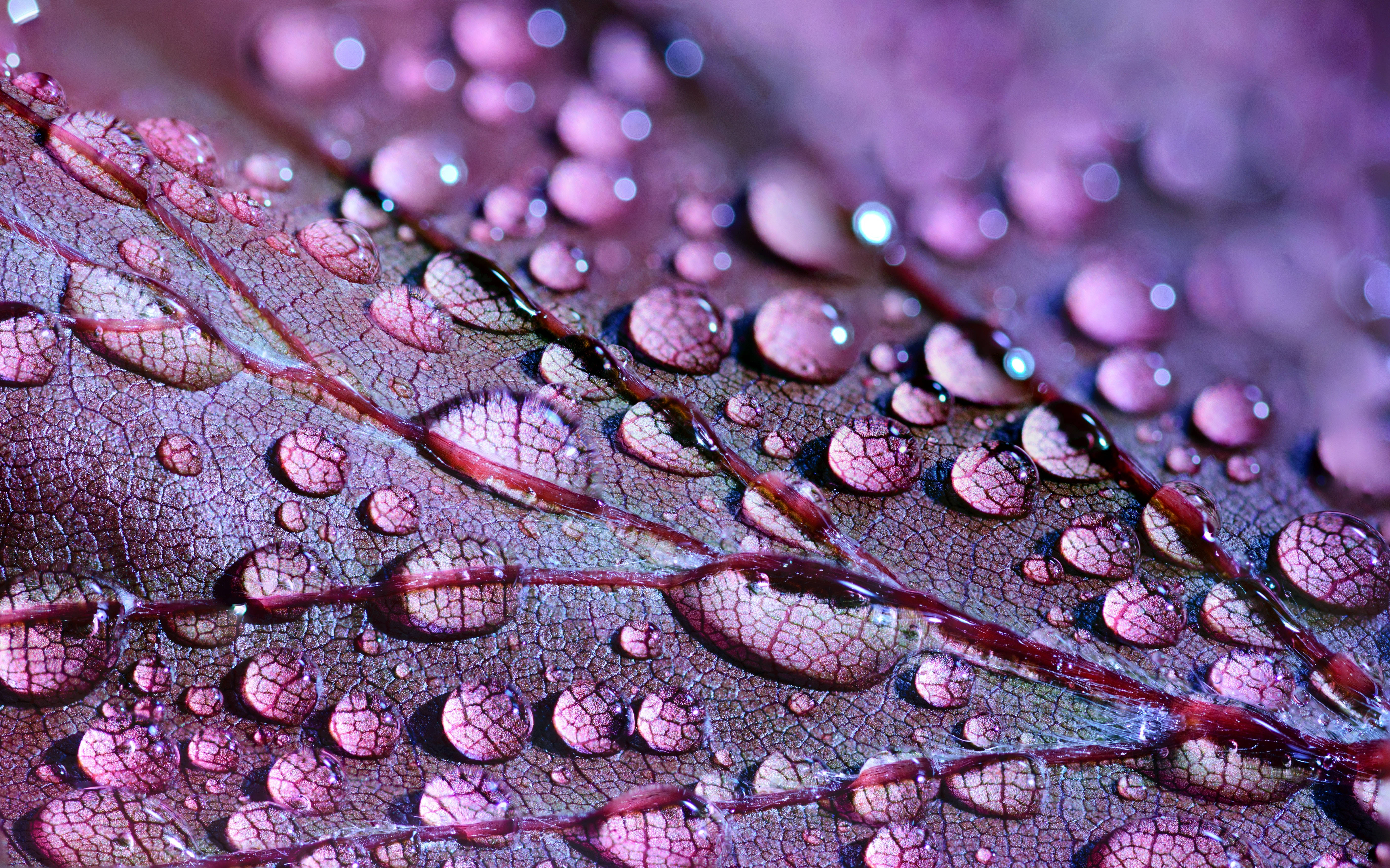 Rain Nature, purple plants, glistening water droplets, 5K Desktop Wallpaper