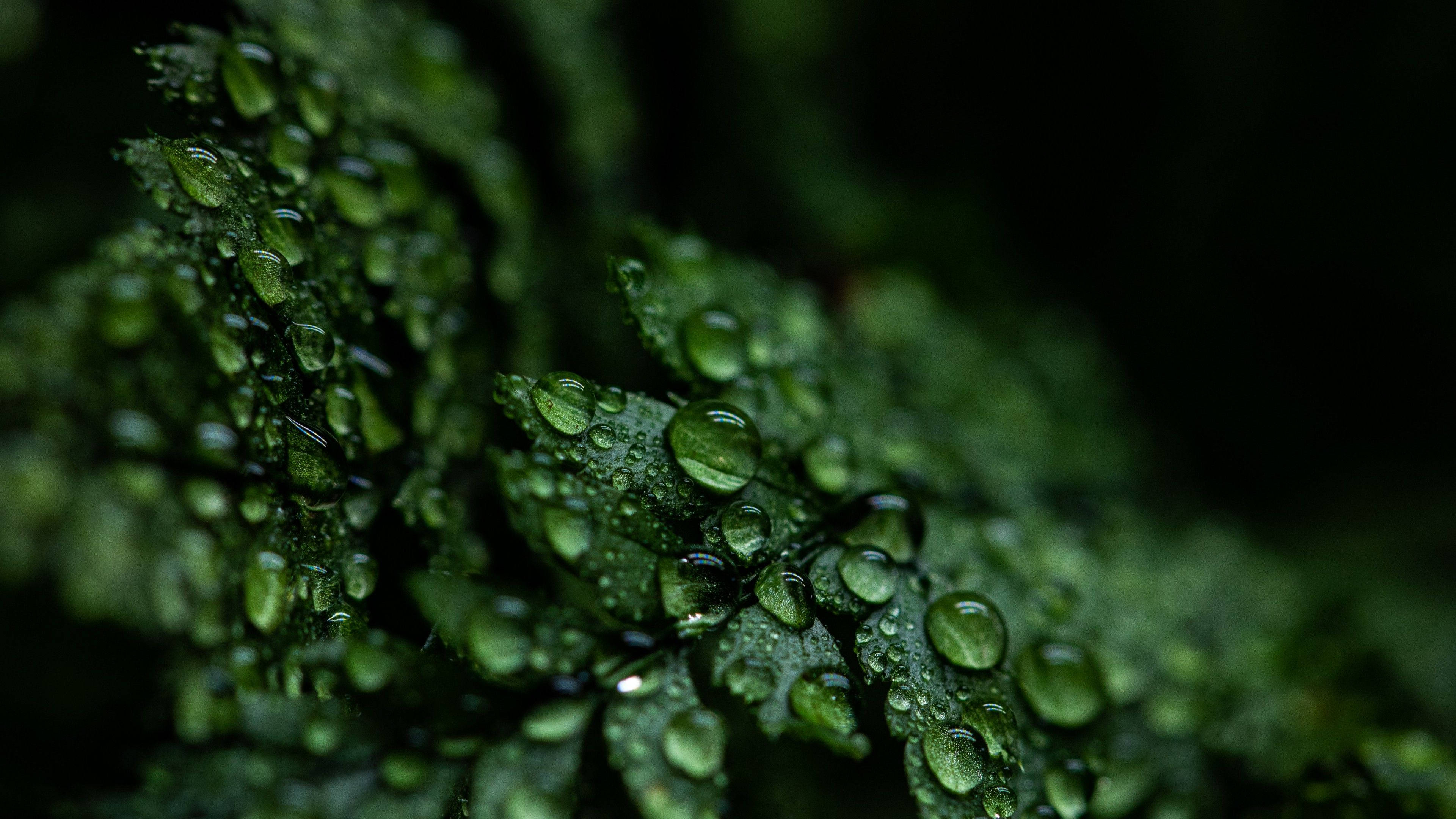 Rain, water droplets, vibrant green fern fronds, 4K Desktop Wallpaper
