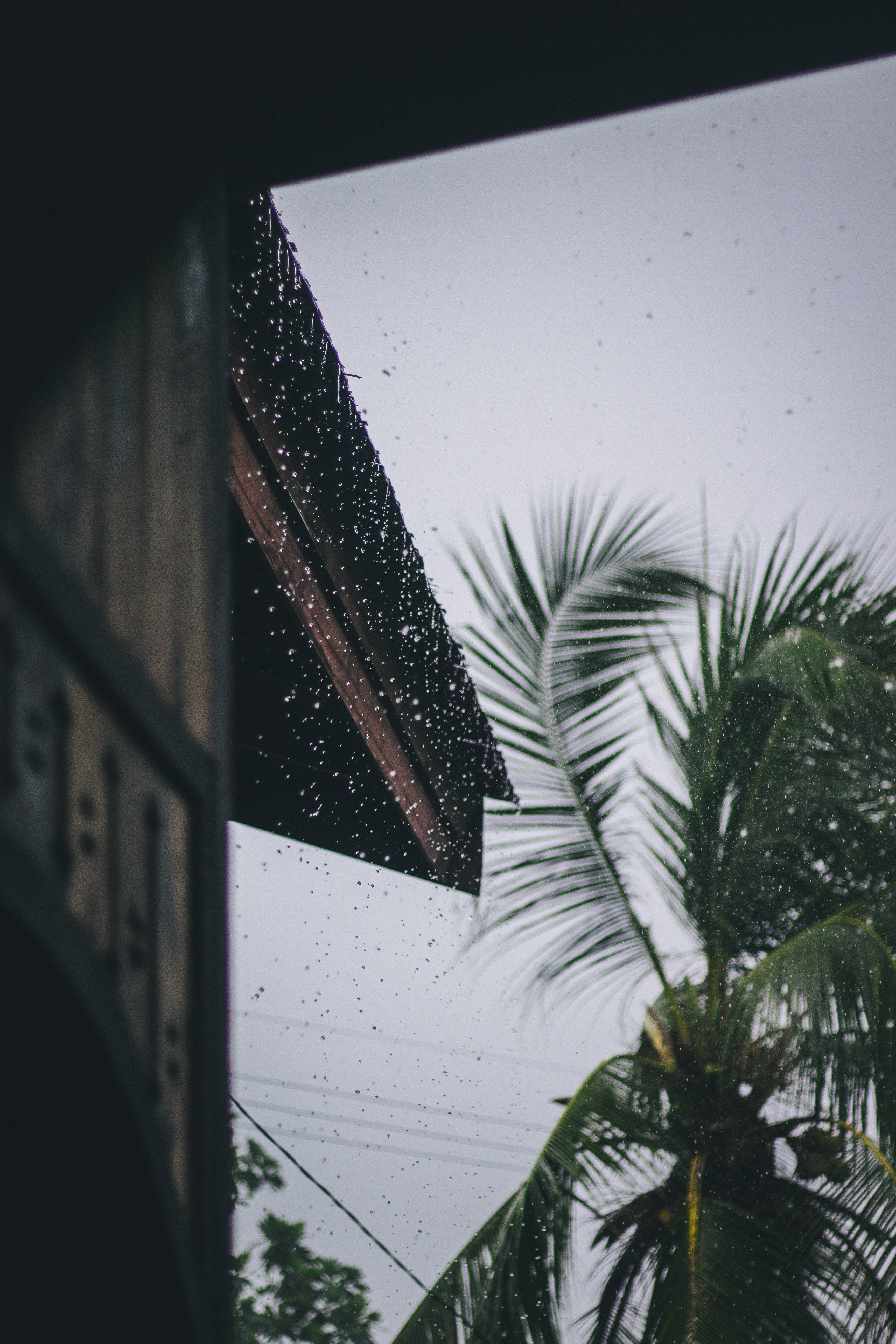 Rain, coconut tree, palm tree, 5K Phone Wallpaper